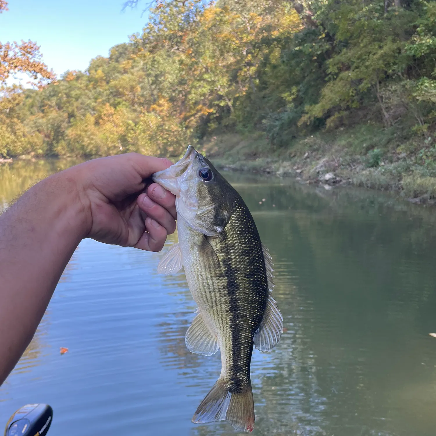 Spotted bass caught on Fishbrain