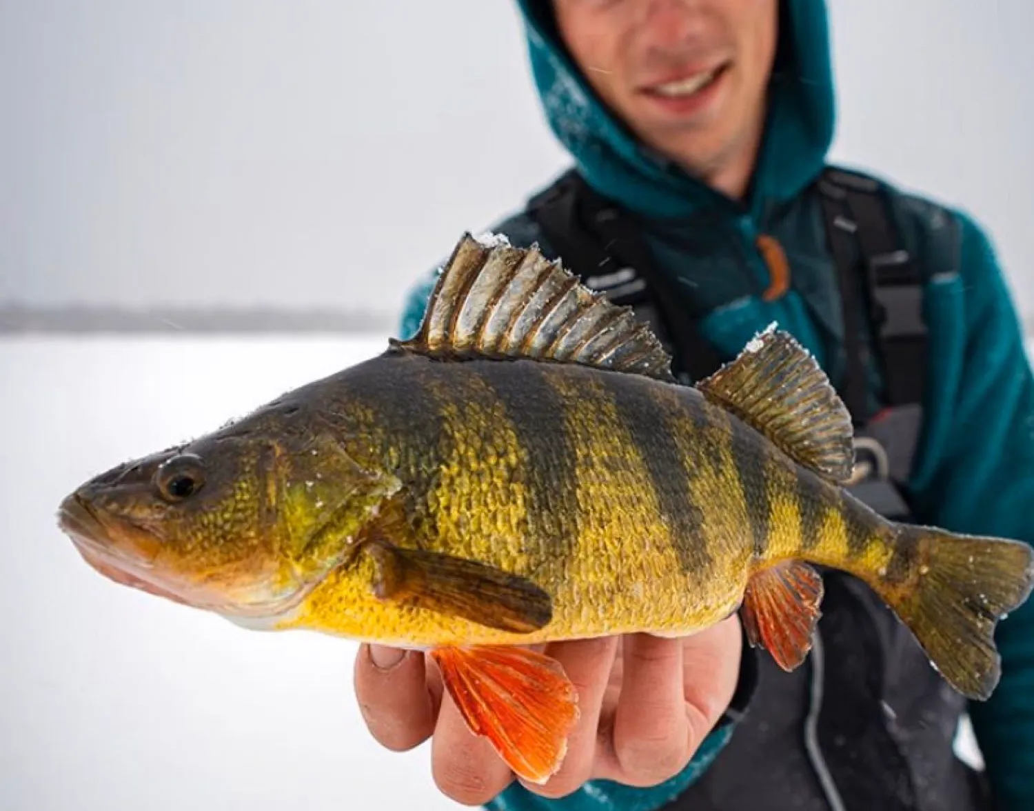 Yellow perch