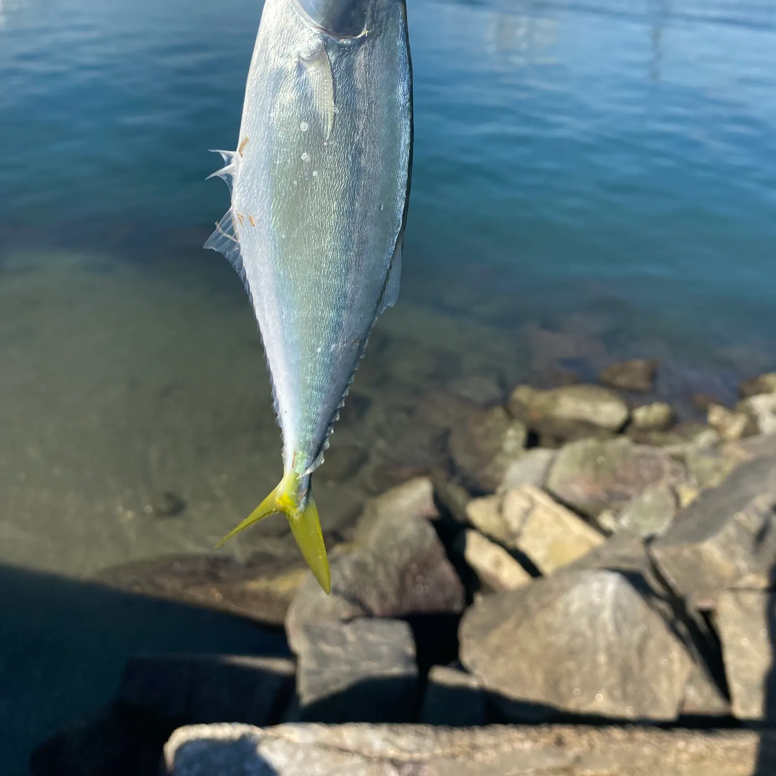 The most recent Leatherjack catches on Fishbrain