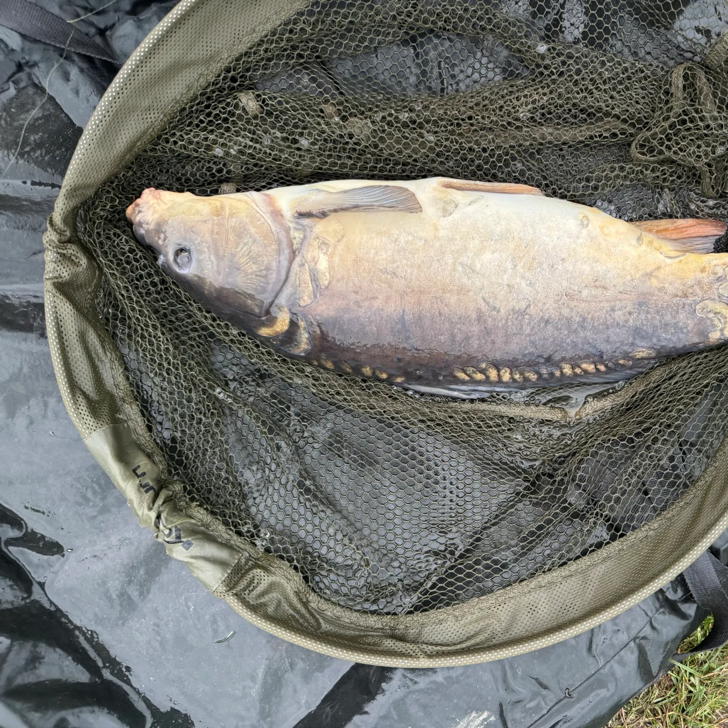 Common carp caught on Fishbrain