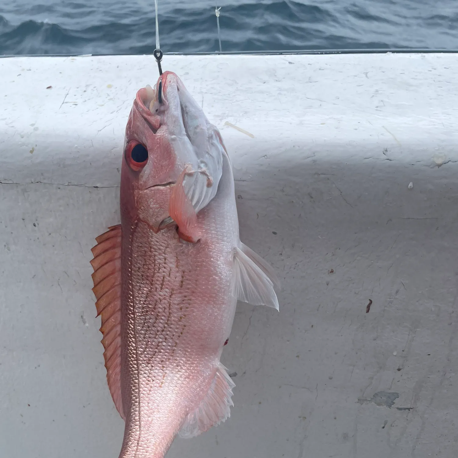 The most recent Vermilion snapper catches on Fishbrain