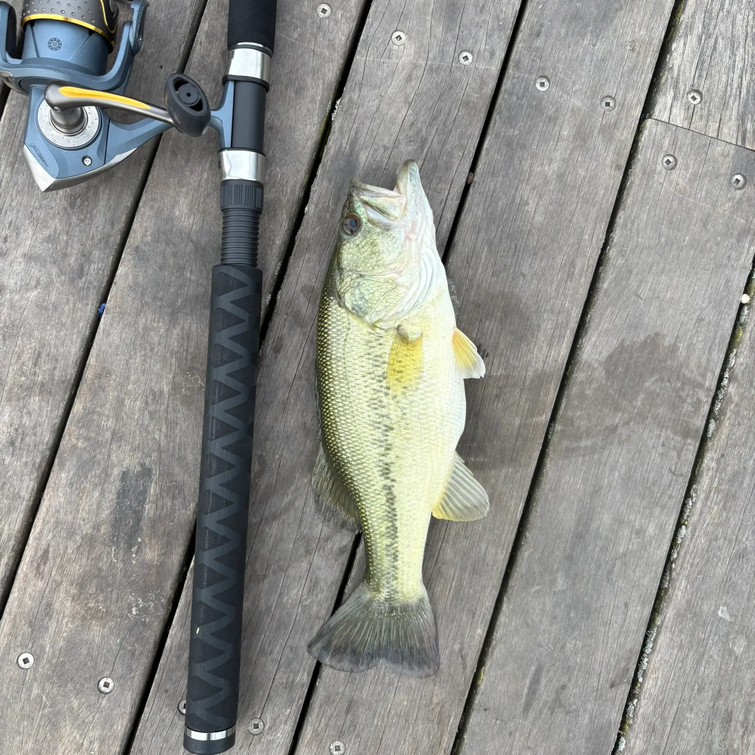 Largemouth bass caught on Fishbrain