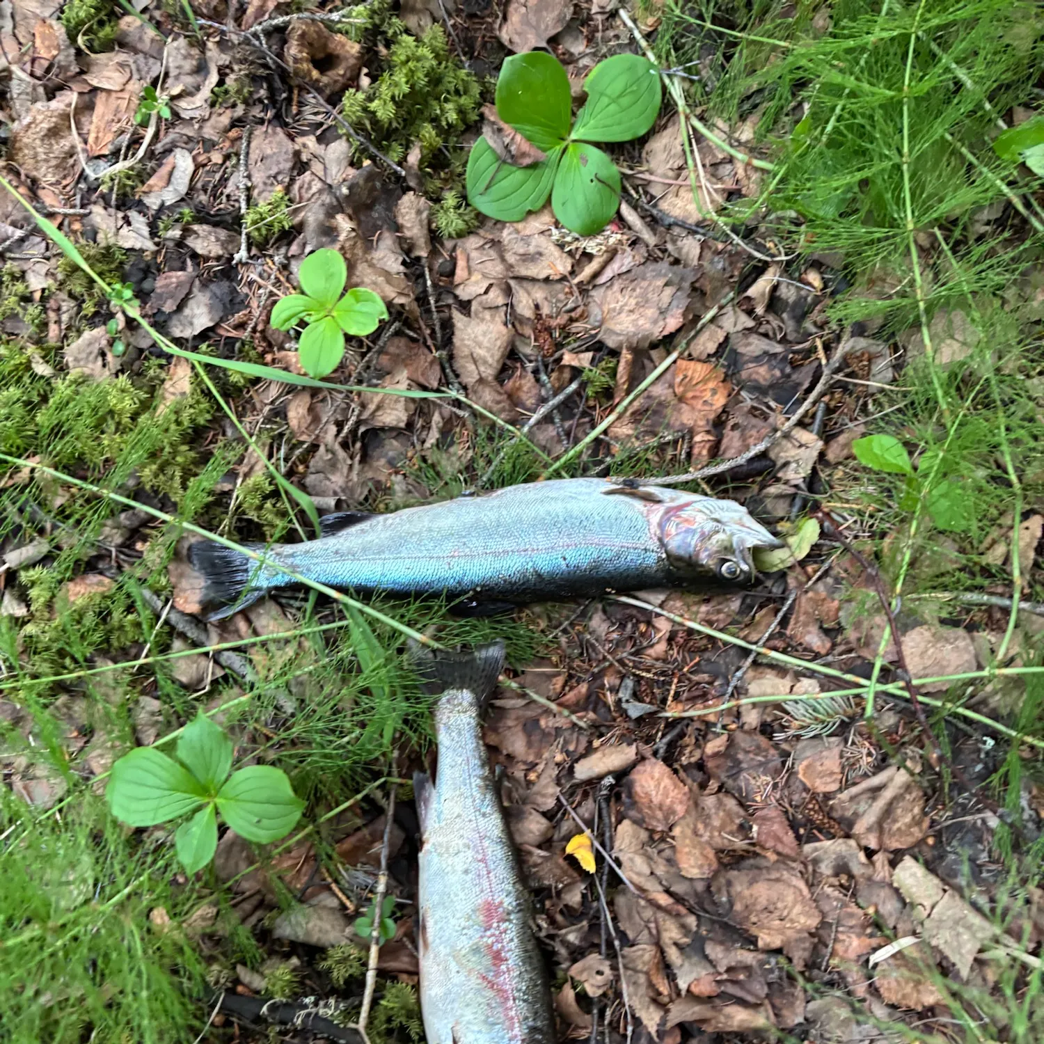 Rainbow trout caught on Fishbrain