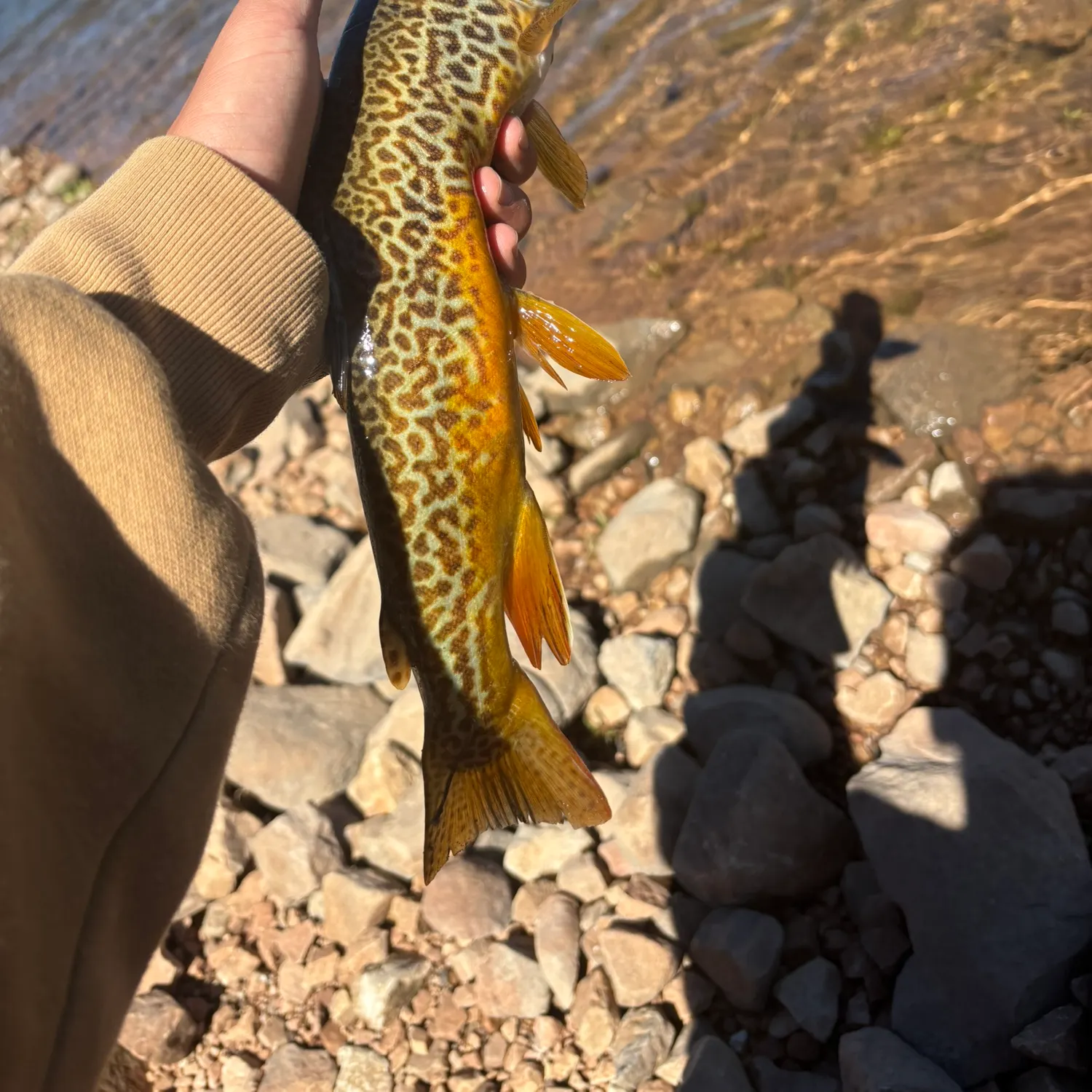 The most recent Tiger trout catches on Fishbrain