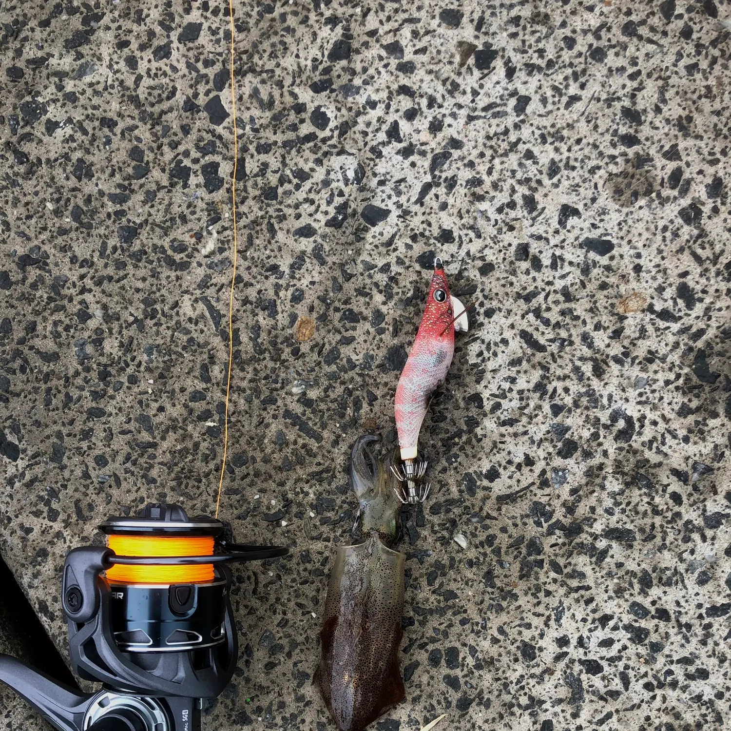 The most recent Gould's squid catches on Fishbrain