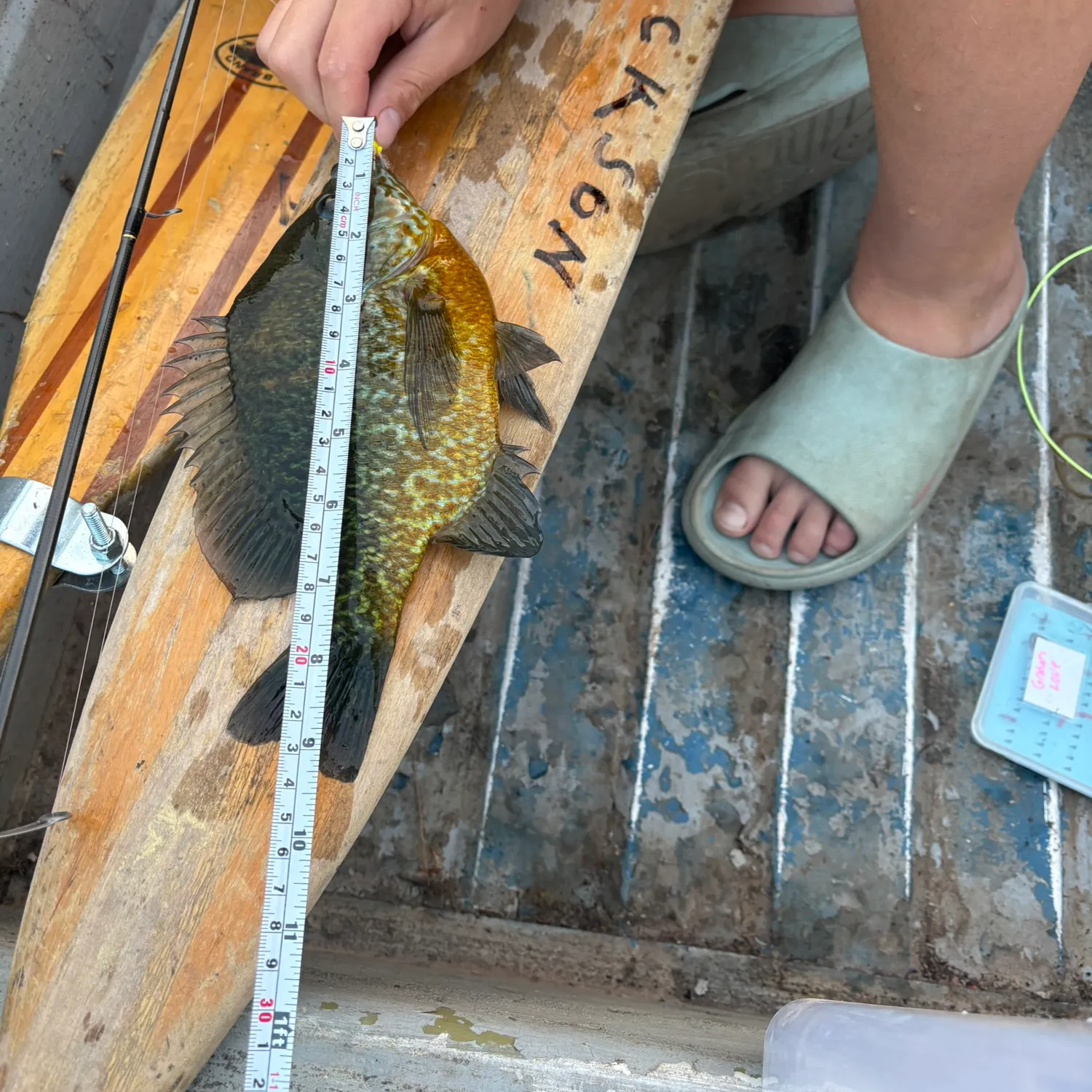 Pumpkinseed caught on Fishbrain