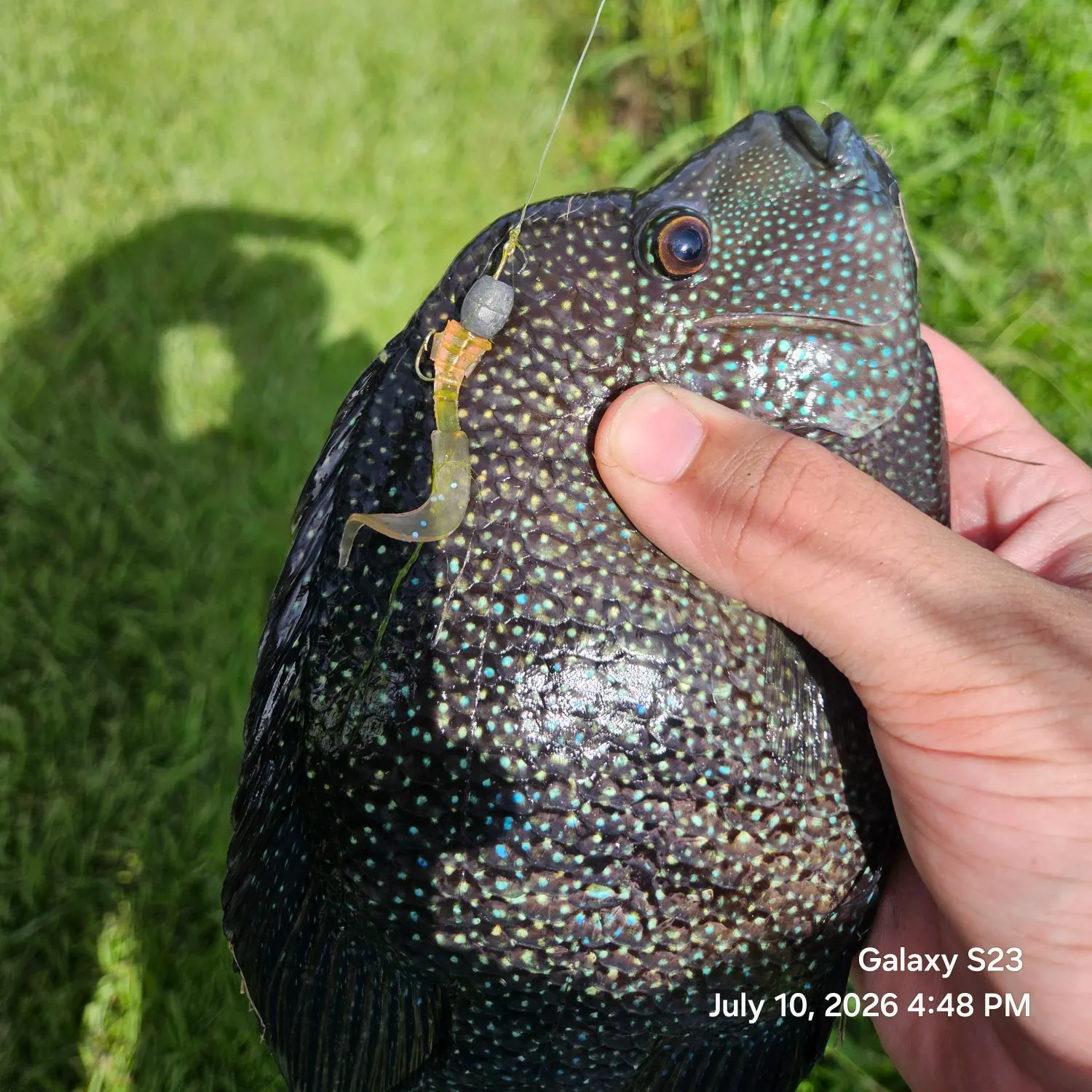 The most recent Rio Grande cichlid catches on Fishbrain
