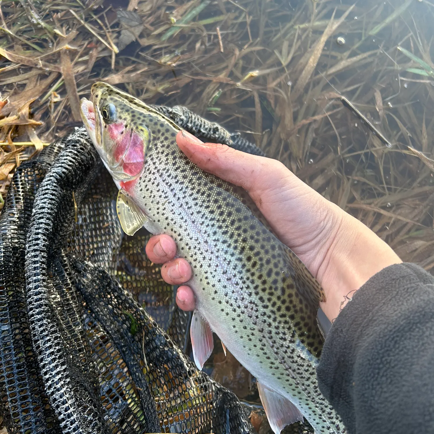 The most recent Dolly varden catches on Fishbrain