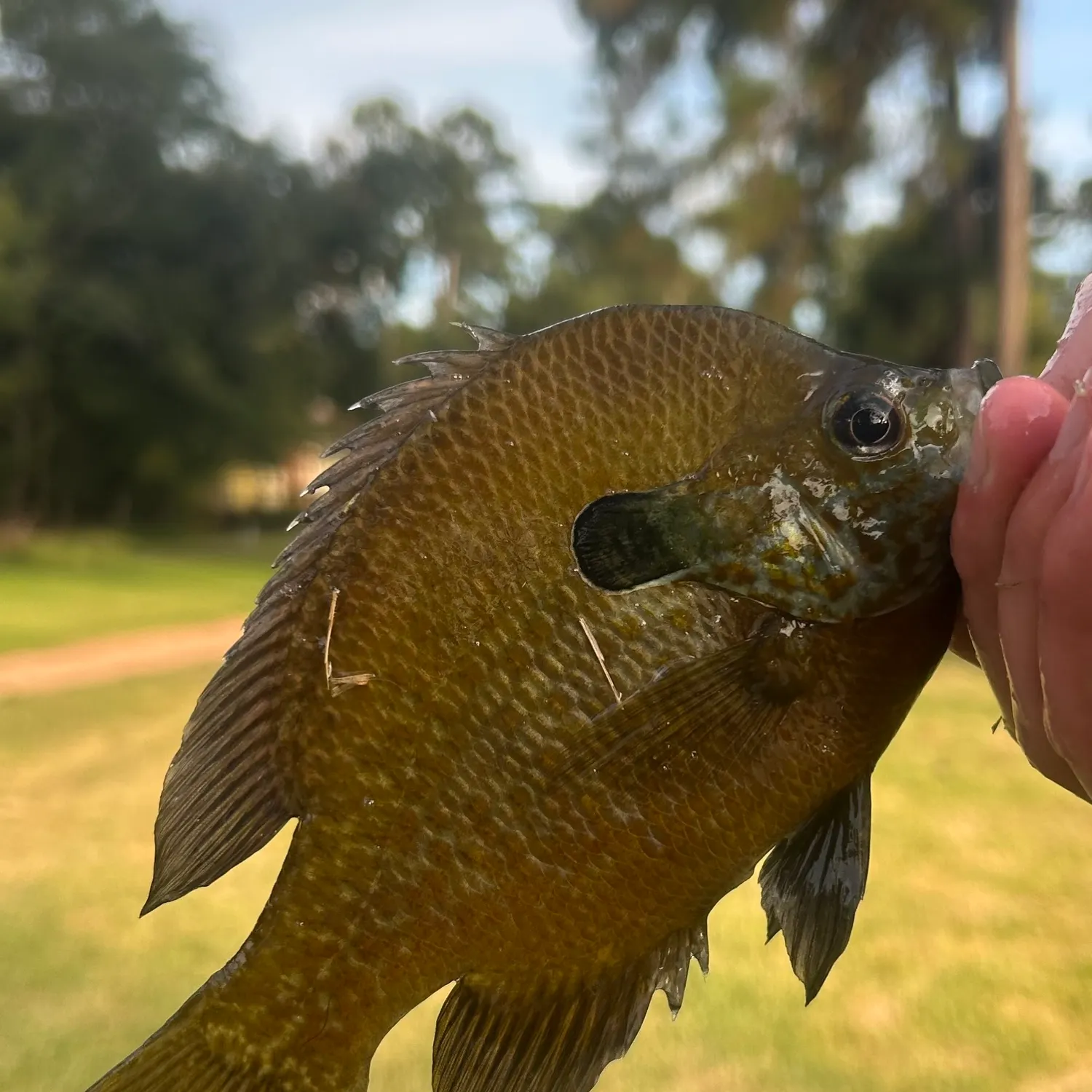 The most recent Bluegill x longear sunfish catches on Fishbrain