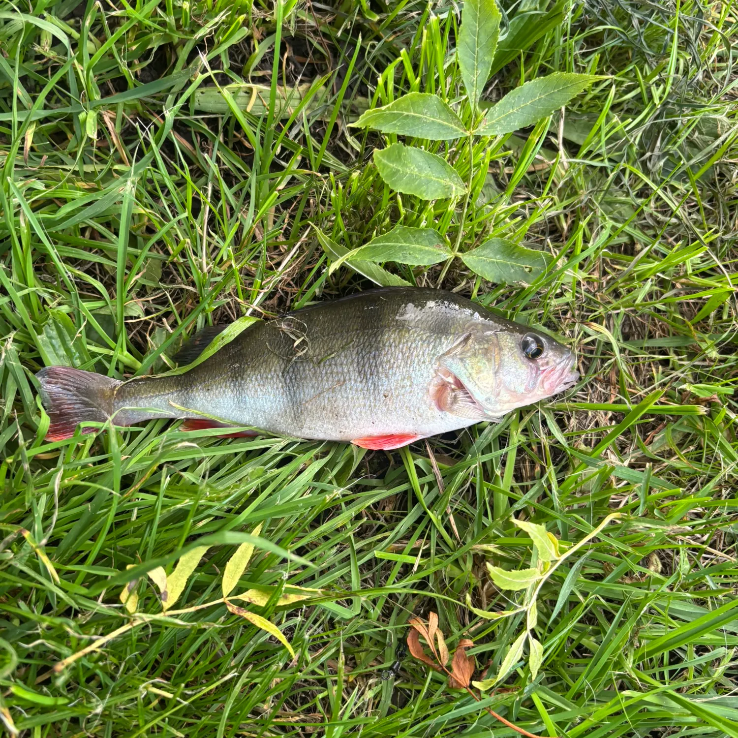 European perch caught on Fishbrain