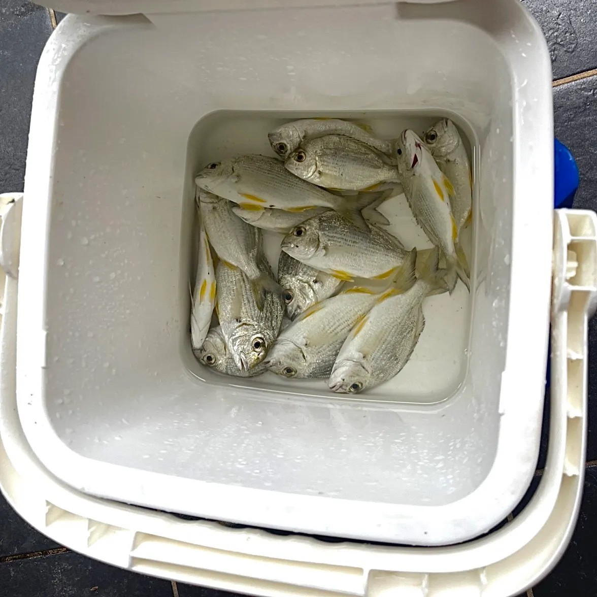 The most recent Surf bream catches on Fishbrain