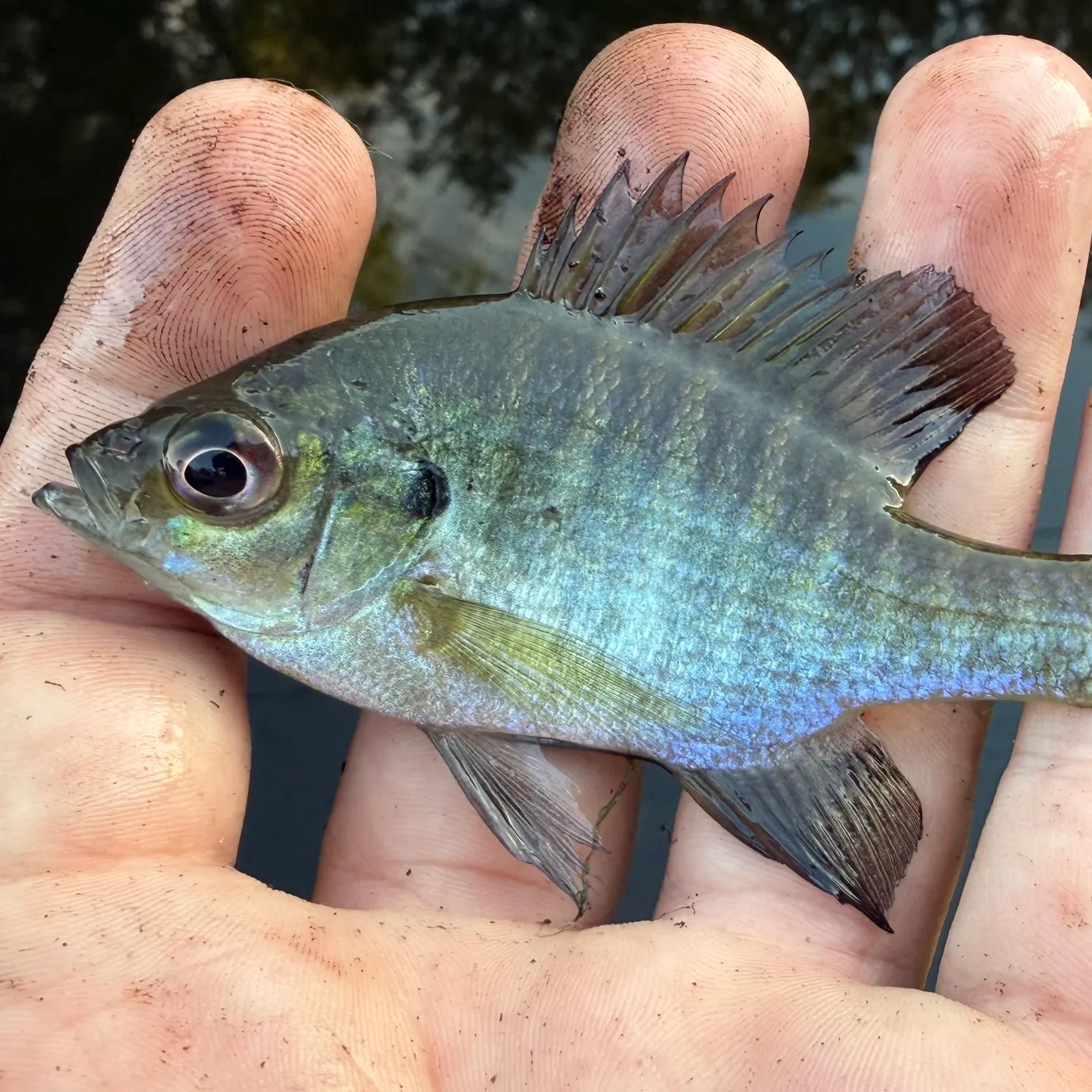 Bluegill caught on Fishbrain