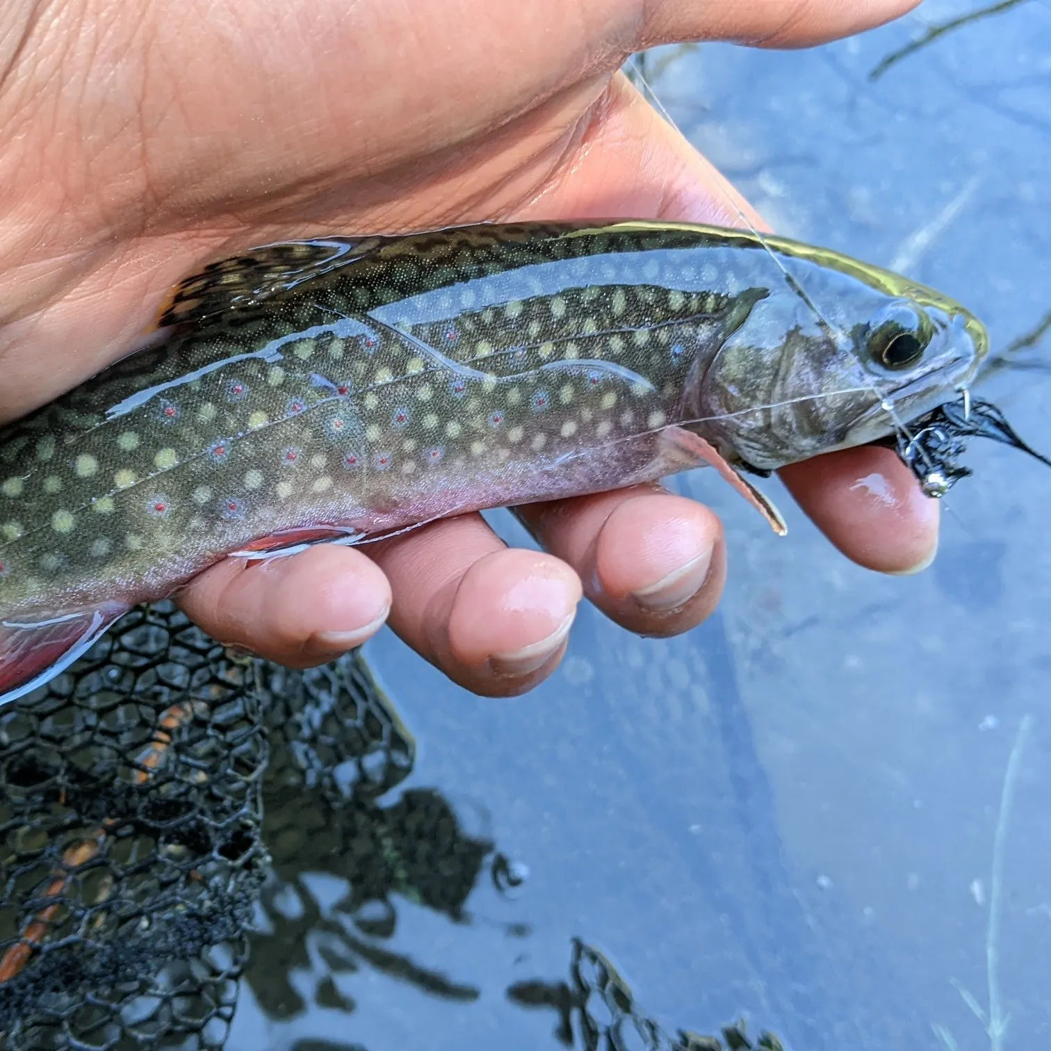 Brook trout caught on Fishbrain