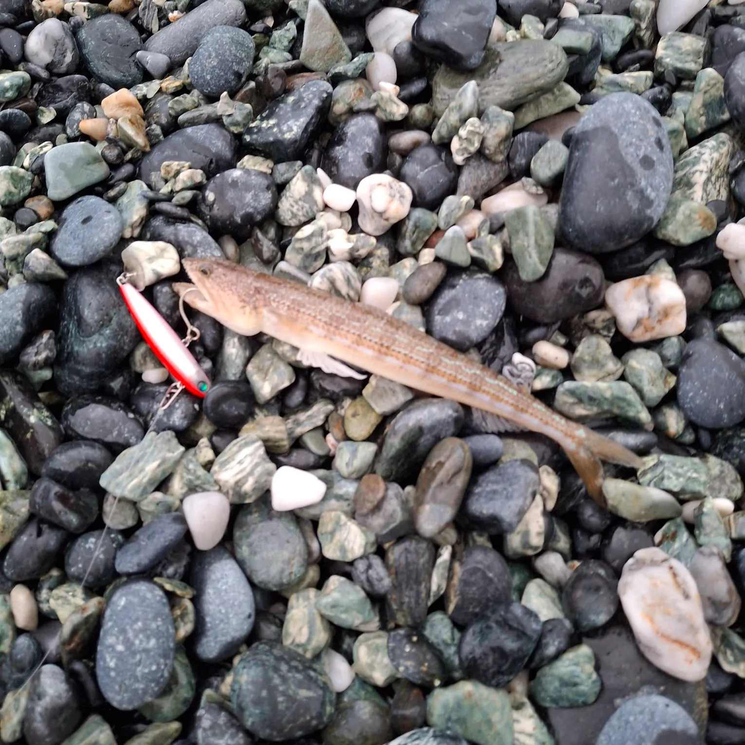 The most recent Atlantic lizardfish catches on Fishbrain