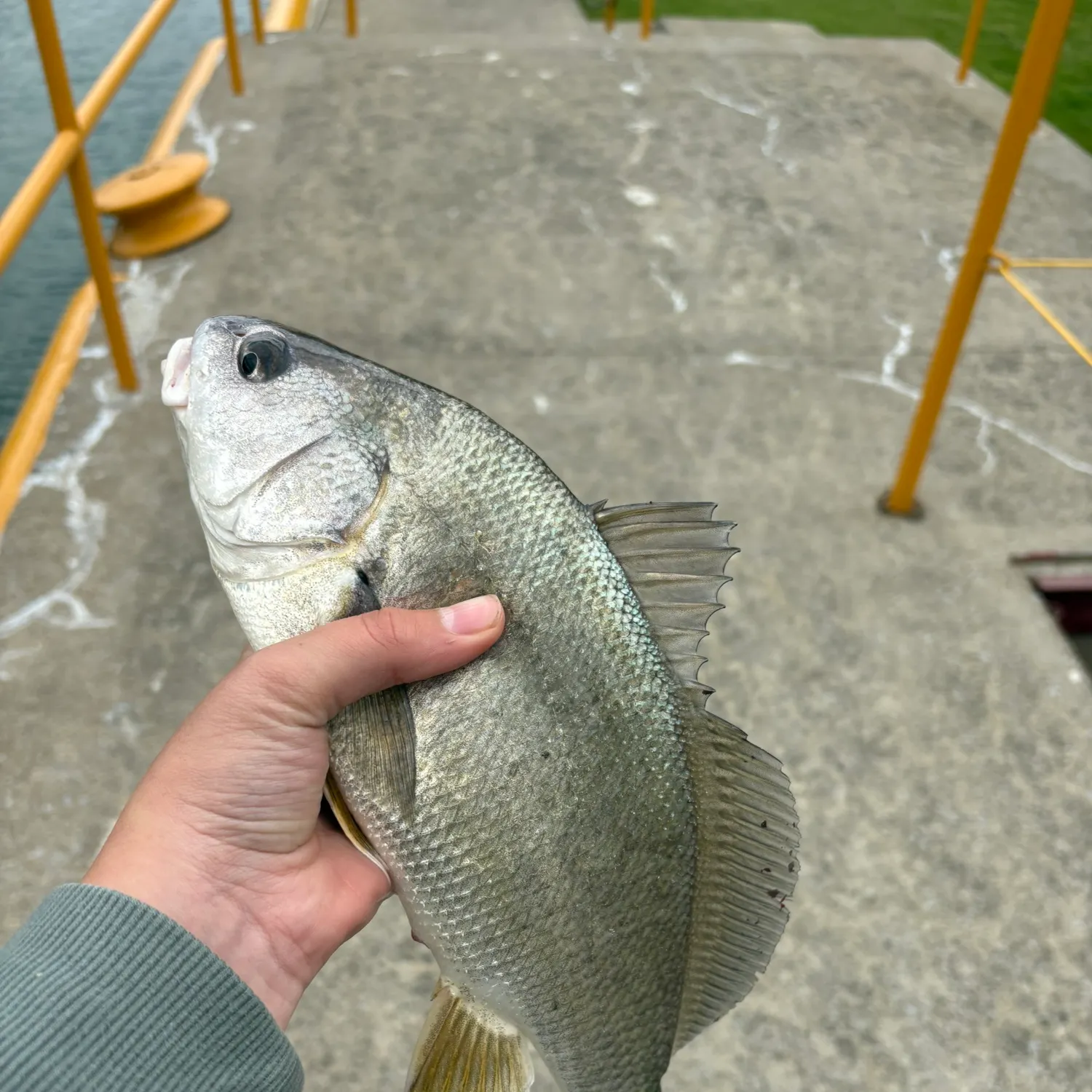 The most recent Freshwater drum catches on Fishbrain