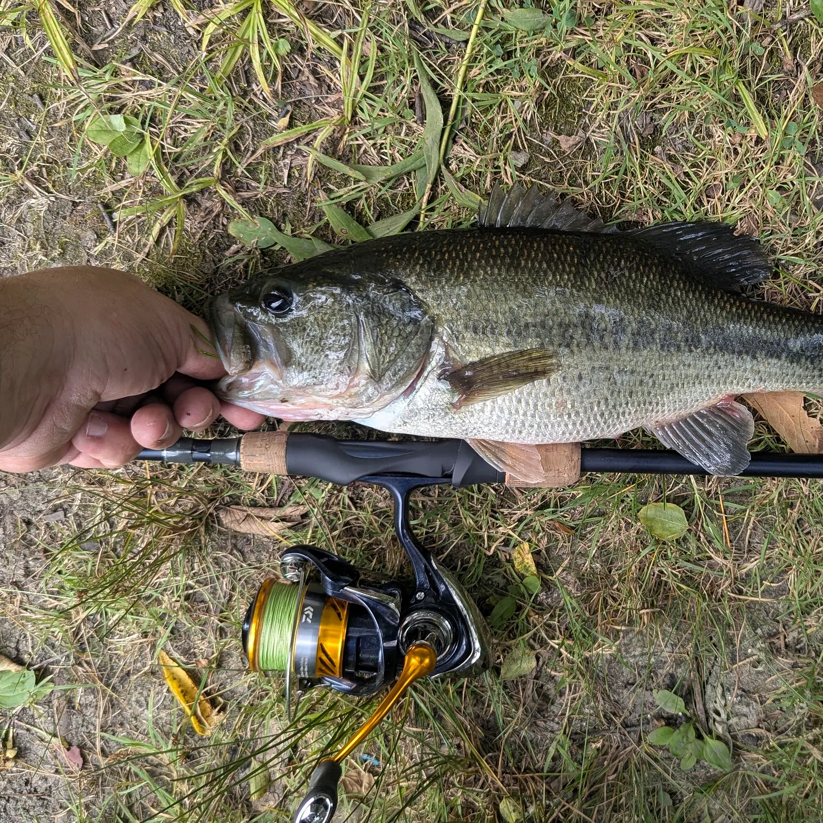 Largemouth bass caught on Fishbrain