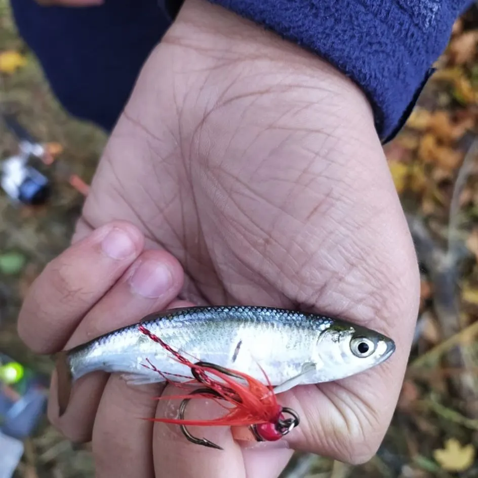 The most recent Atlantic herring catches on Fishbrain