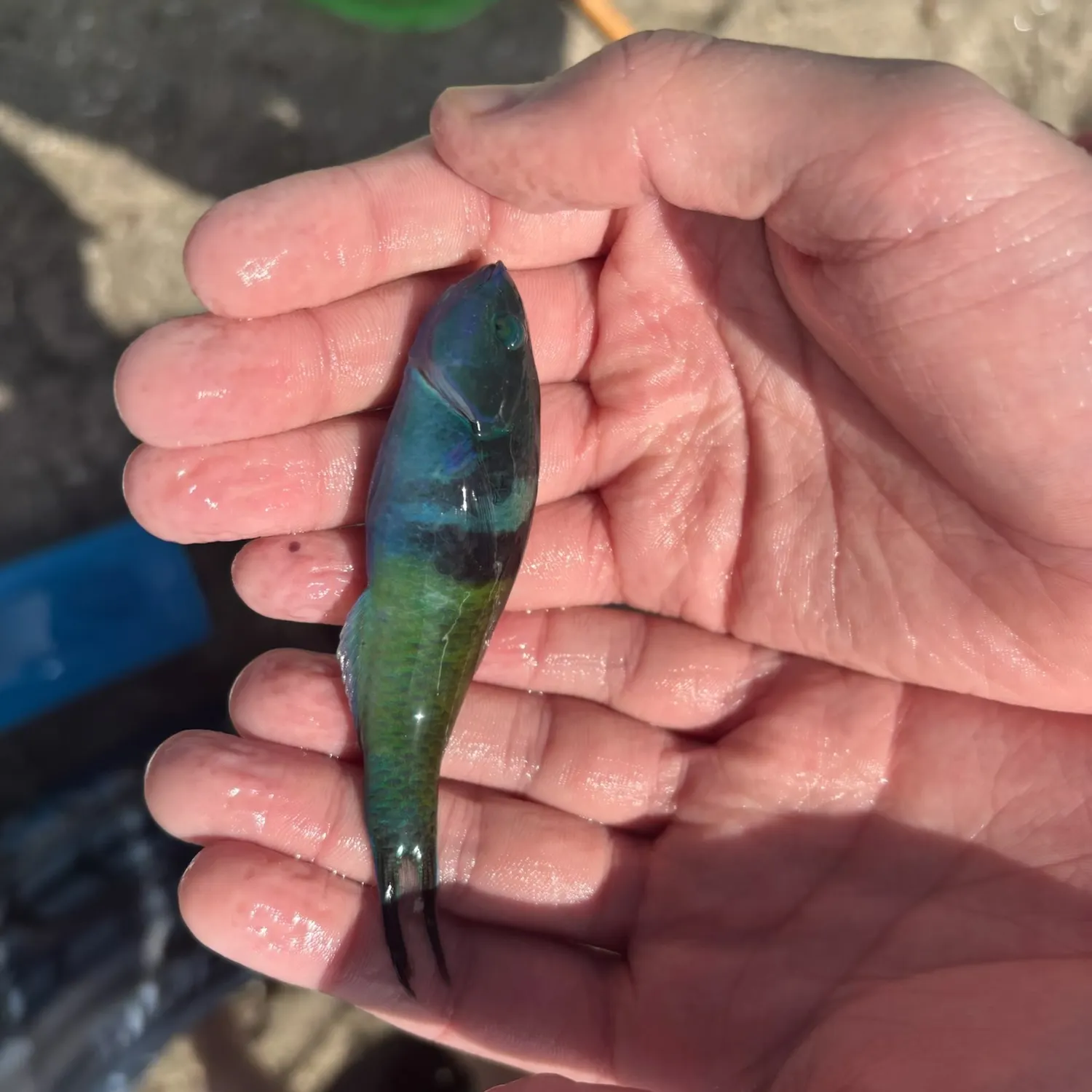 The most recent Bluehead catches on Fishbrain