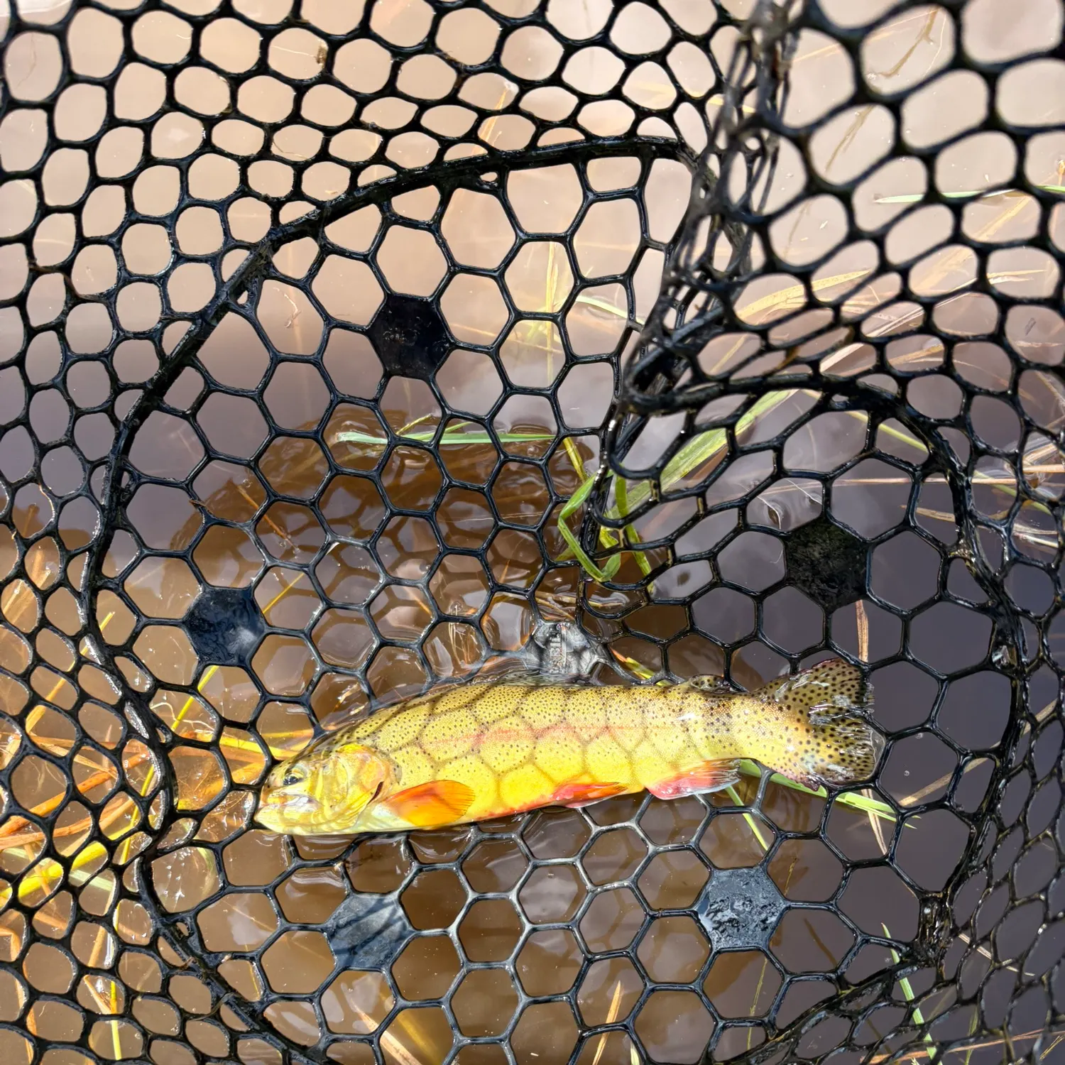 The most recent Apache x rainbow trout catches on Fishbrain