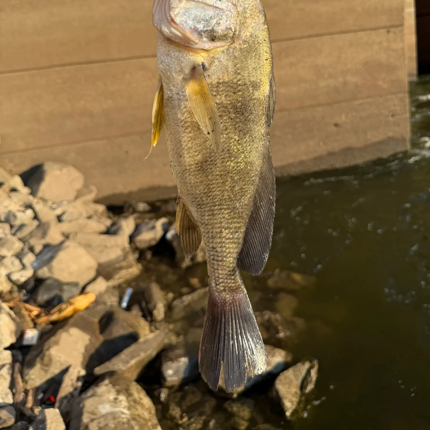 Freshwater drum caught on Fishbrain