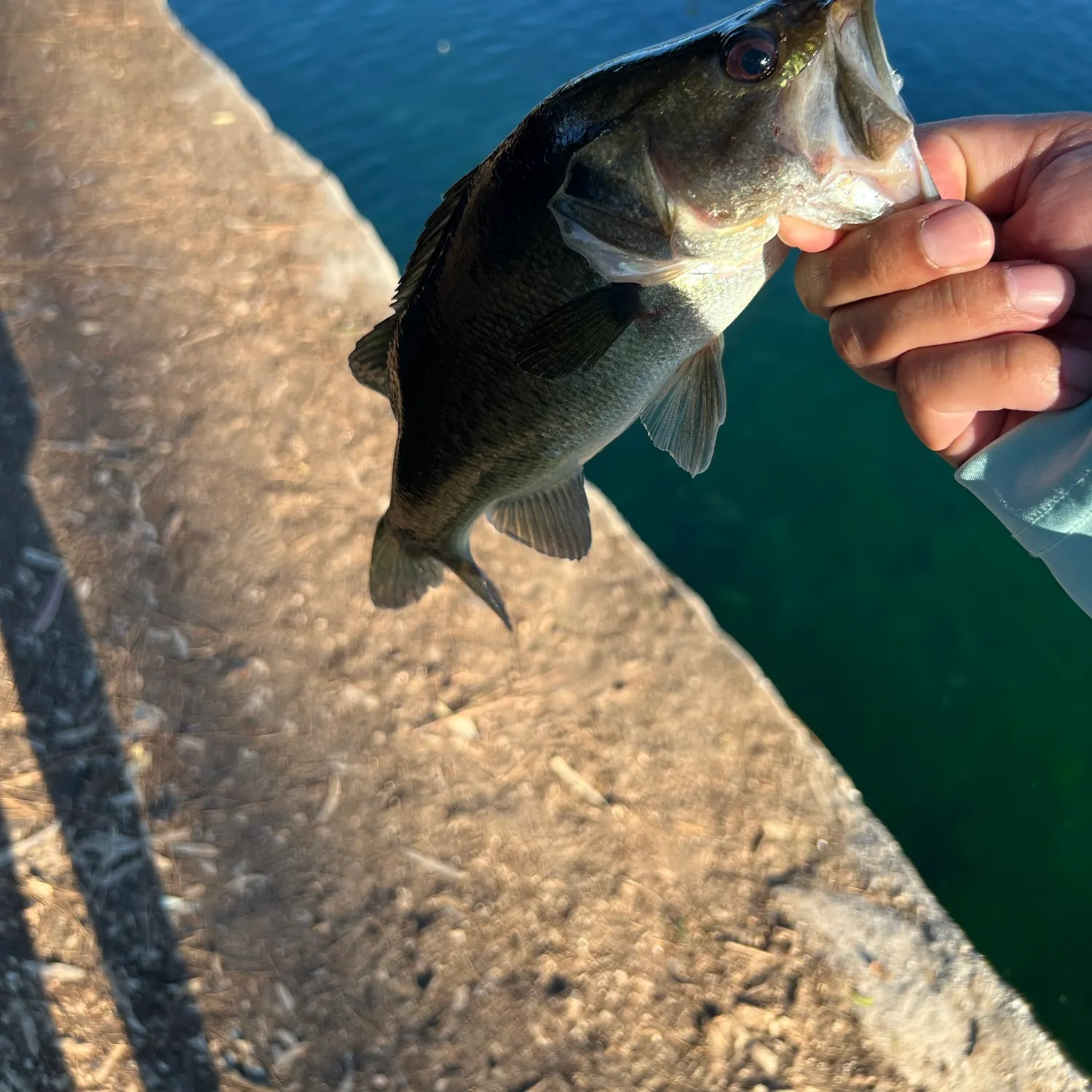 Fish caught on Fishbrain