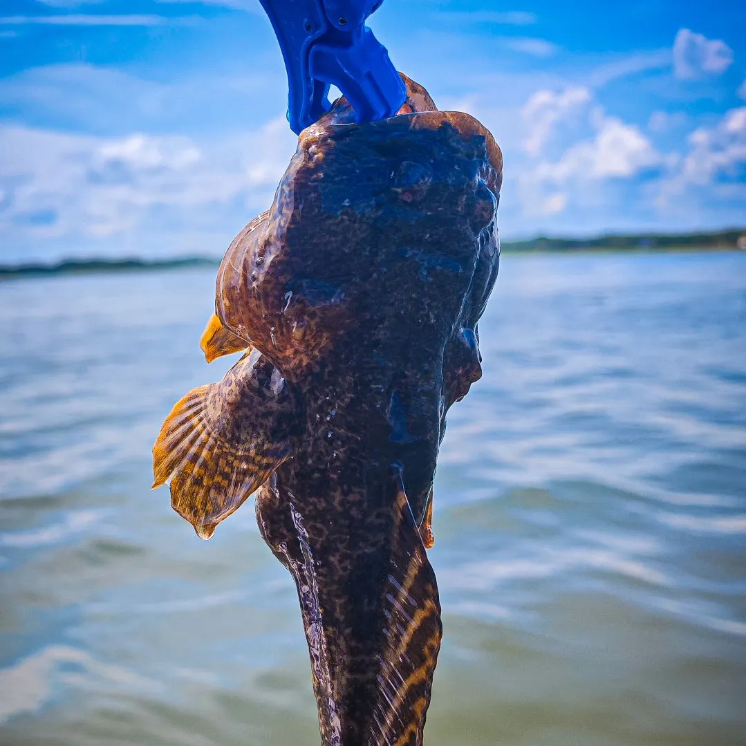Oyster toadfish caught on Fishbrain