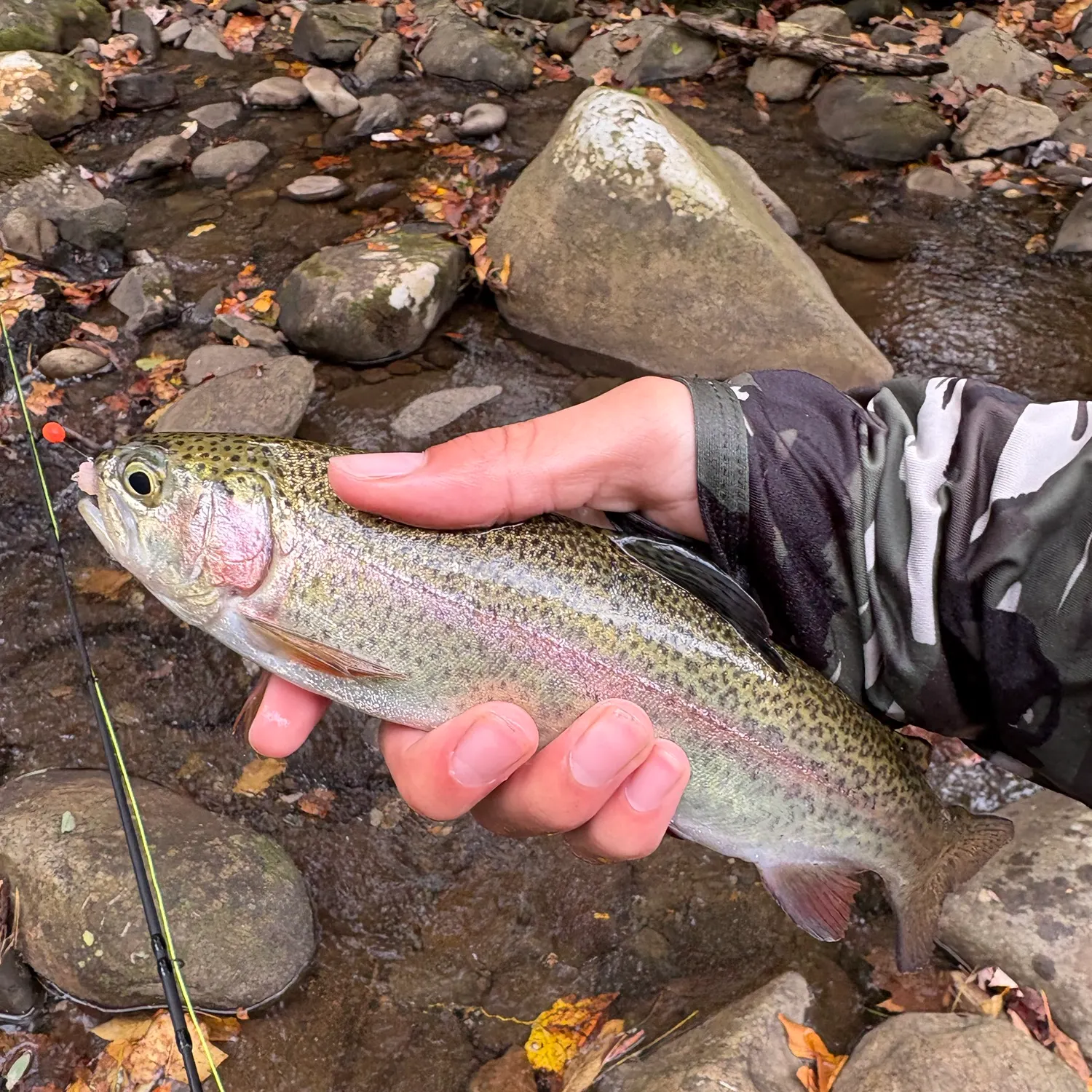 Rainbow trout caught on Fishbrain