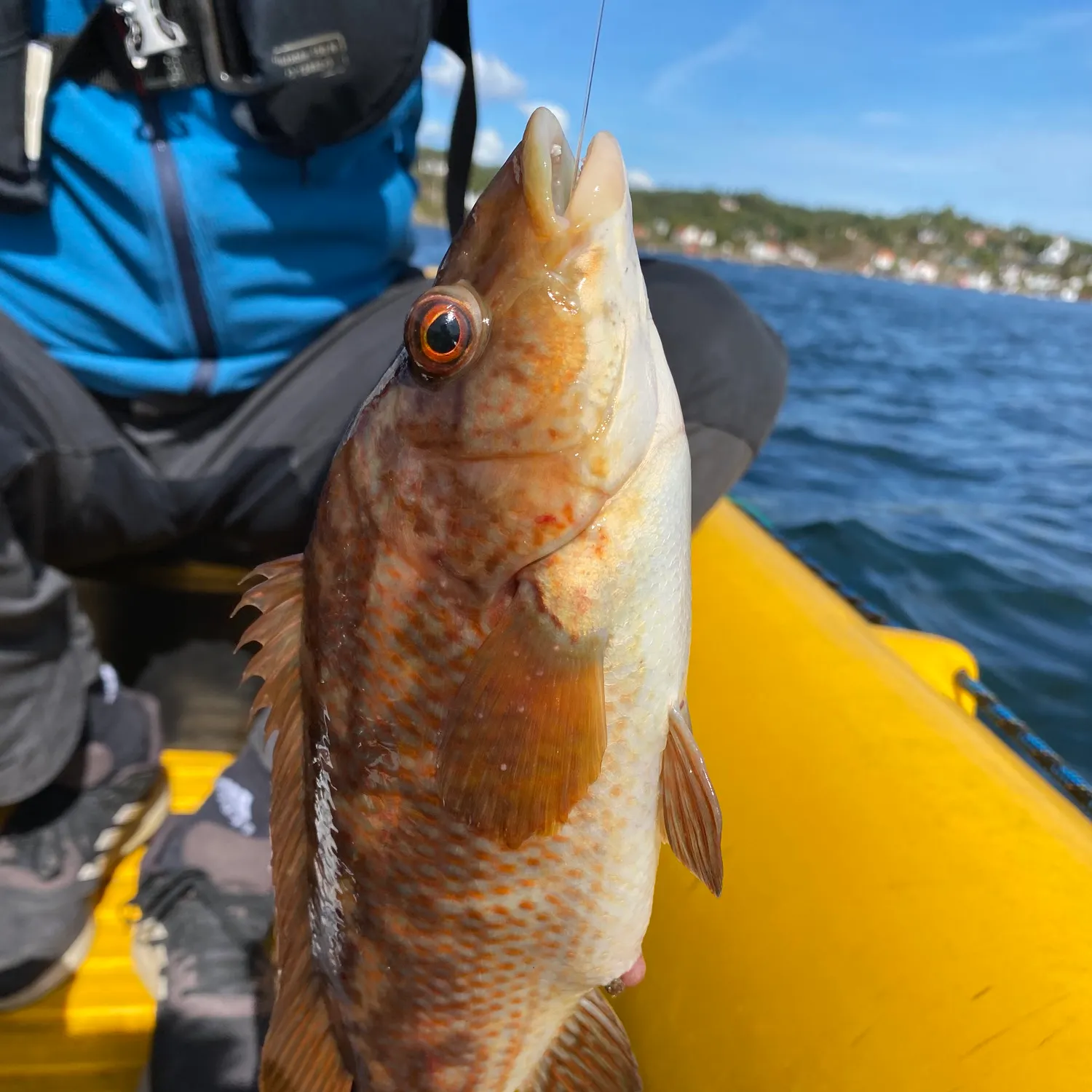 Ballan wrasse caught on Fishbrain