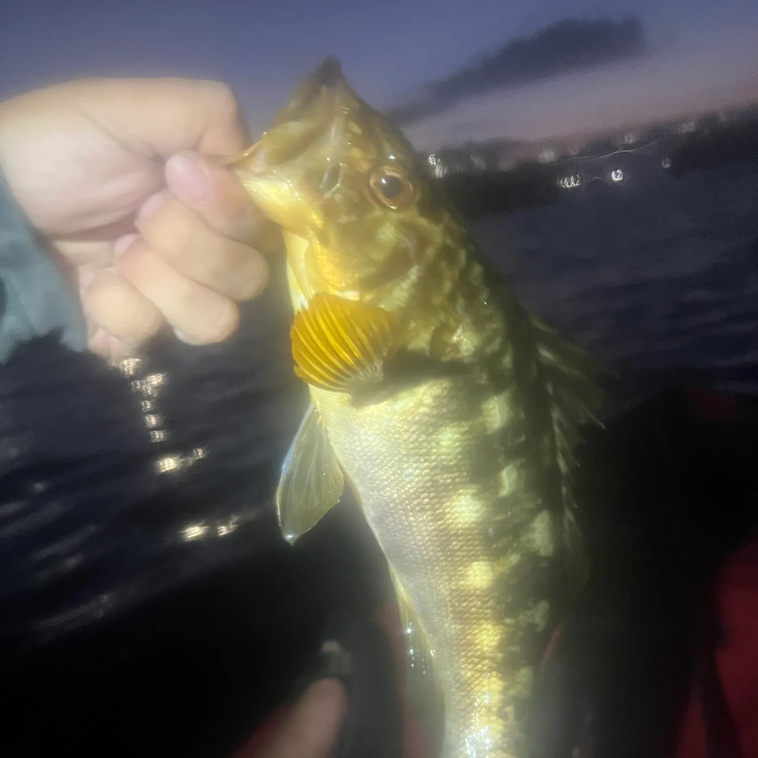 Kelp bass caught on Fishbrain