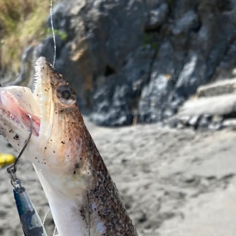 Atlantic lizardfish caught on Fishbrain