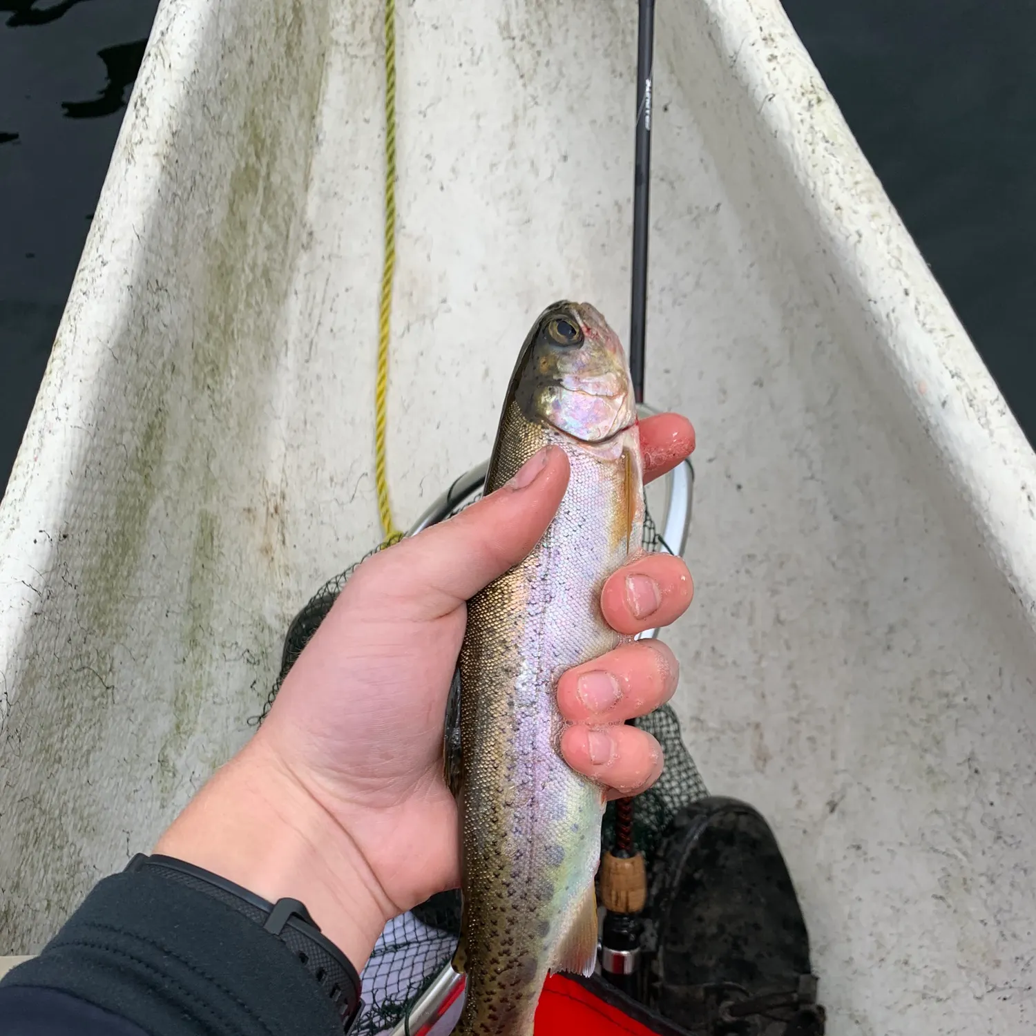 Rainbow trout caught on Fishbrain