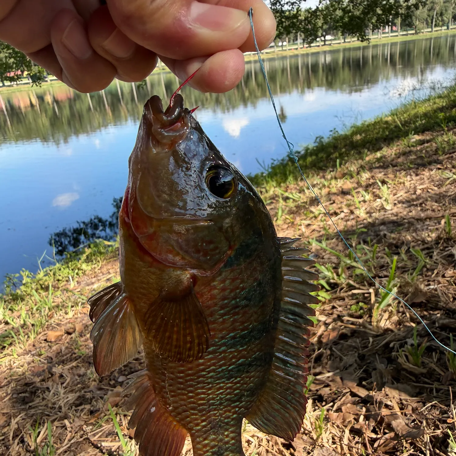 Mayan cichlid caught on Fishbrain