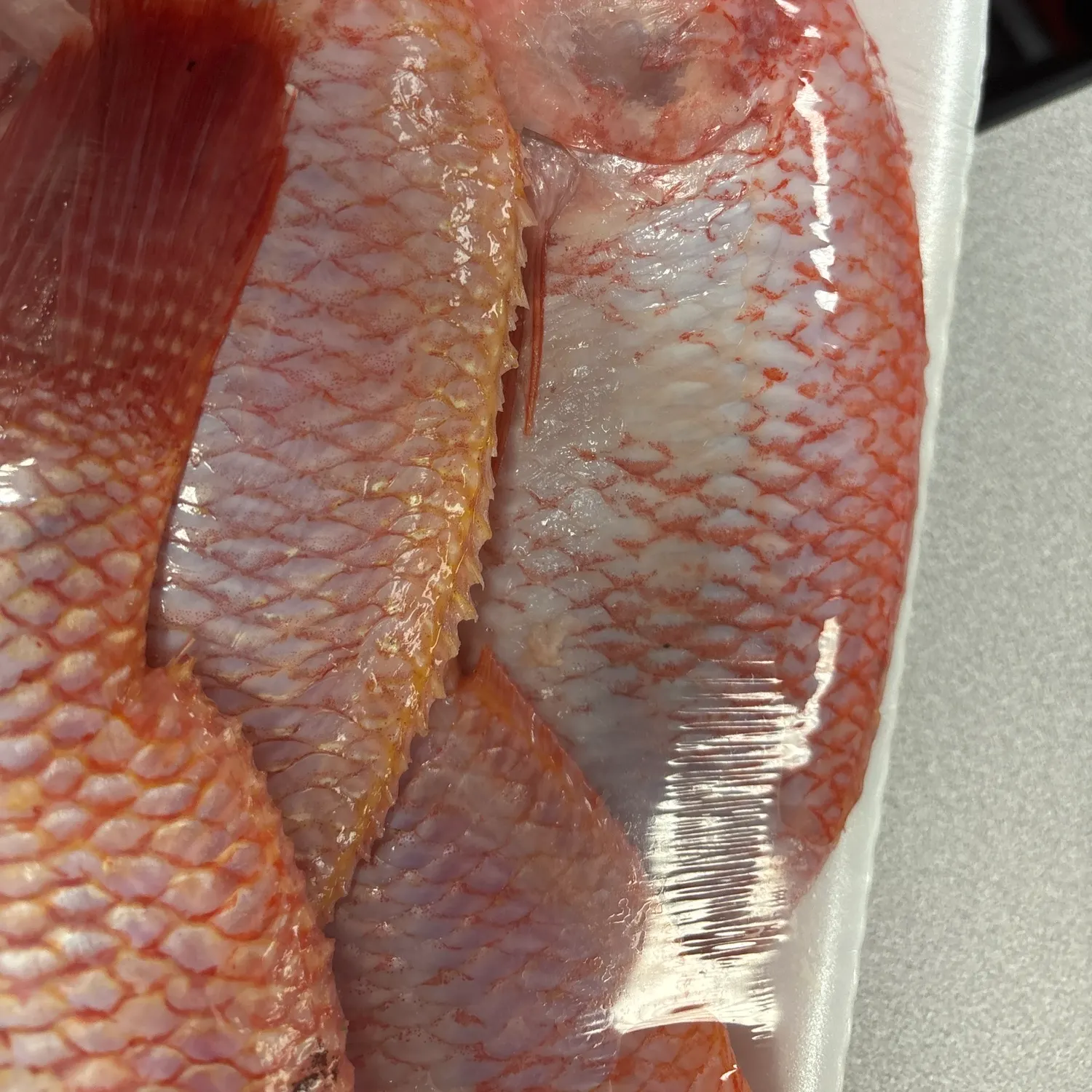 The most recent Red tilapia catches on Fishbrain