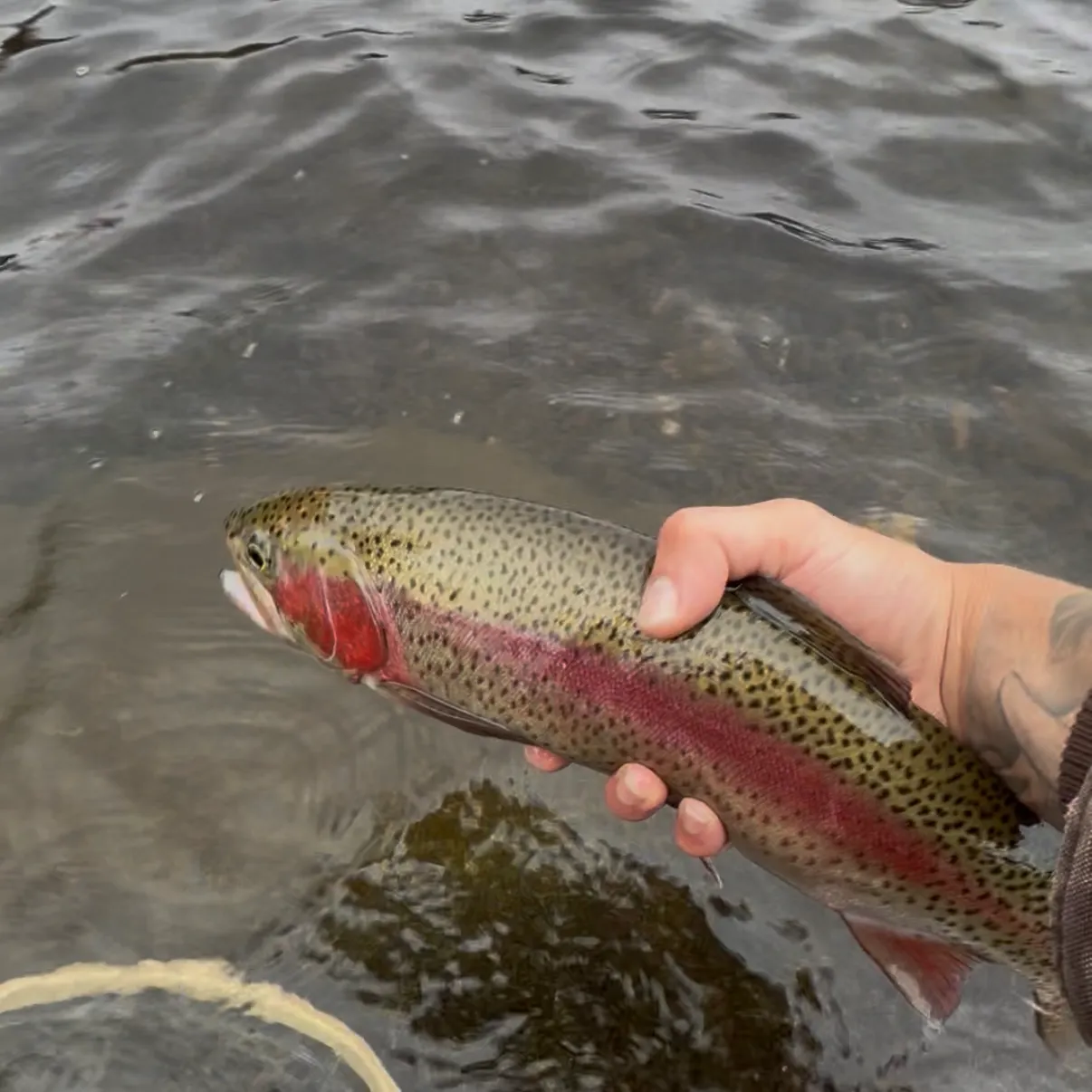 Rainbow trout caught on Fishbrain