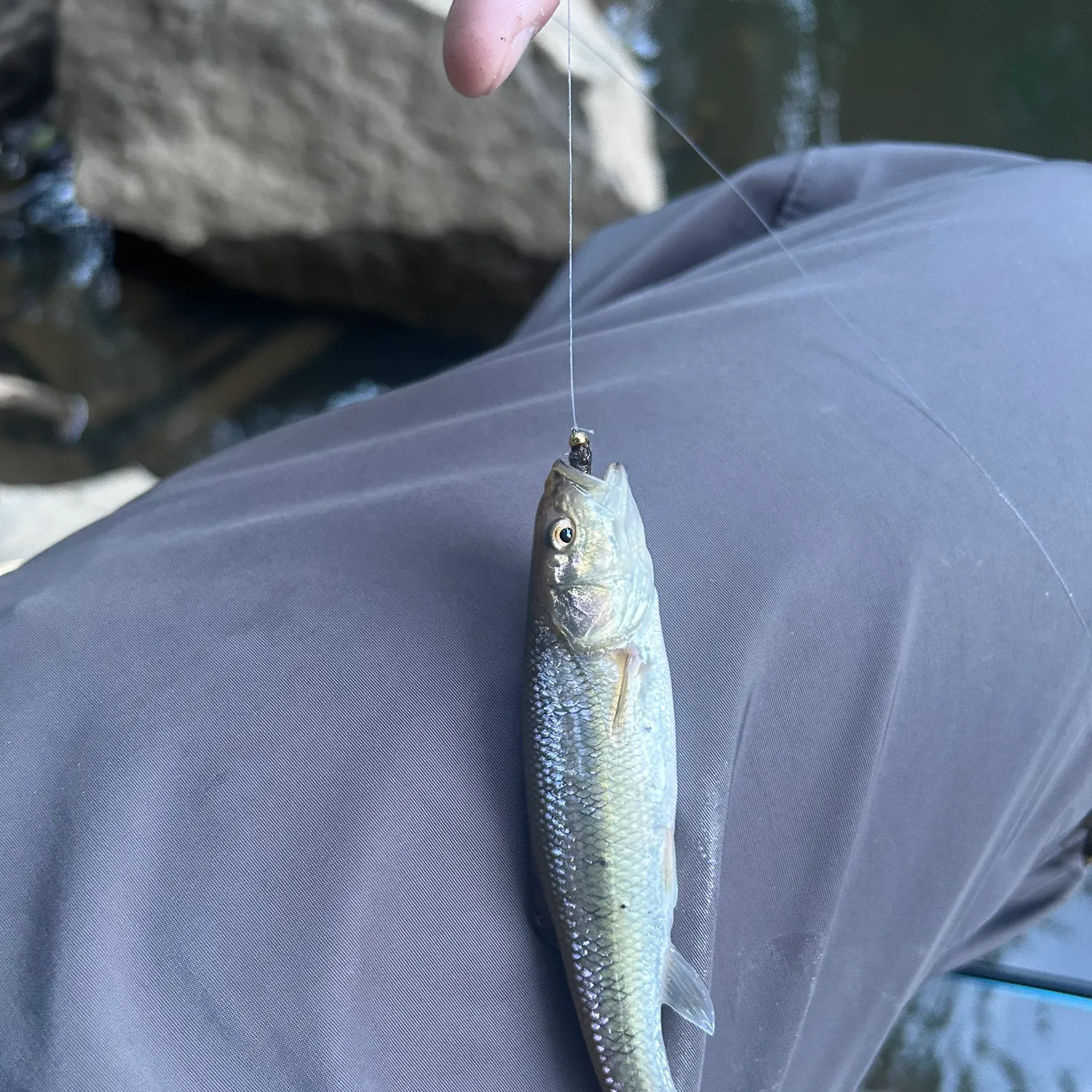 Creek chub caught on Fishbrain