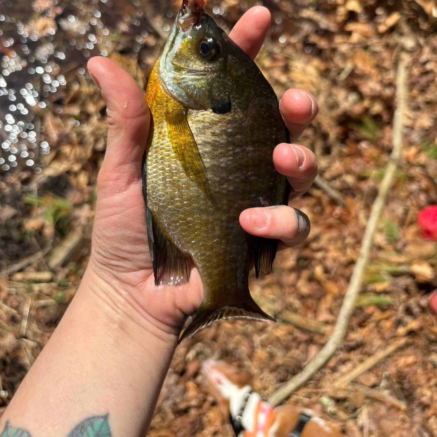 recently logged catches