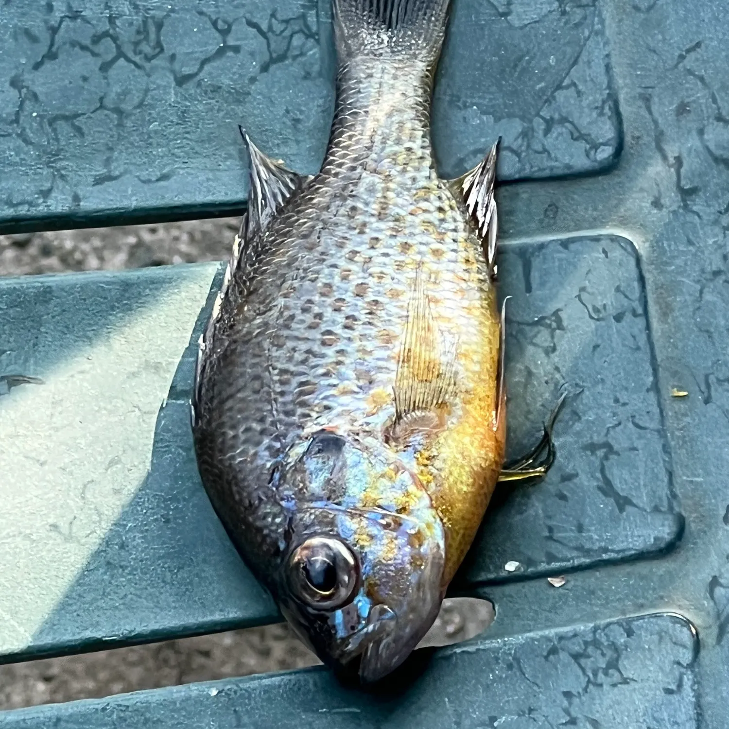 Pumpkinseed caught on Fishbrain
