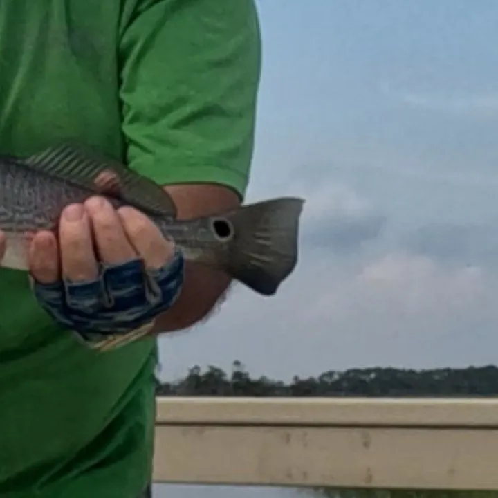 Red drum caught on Fishbrain