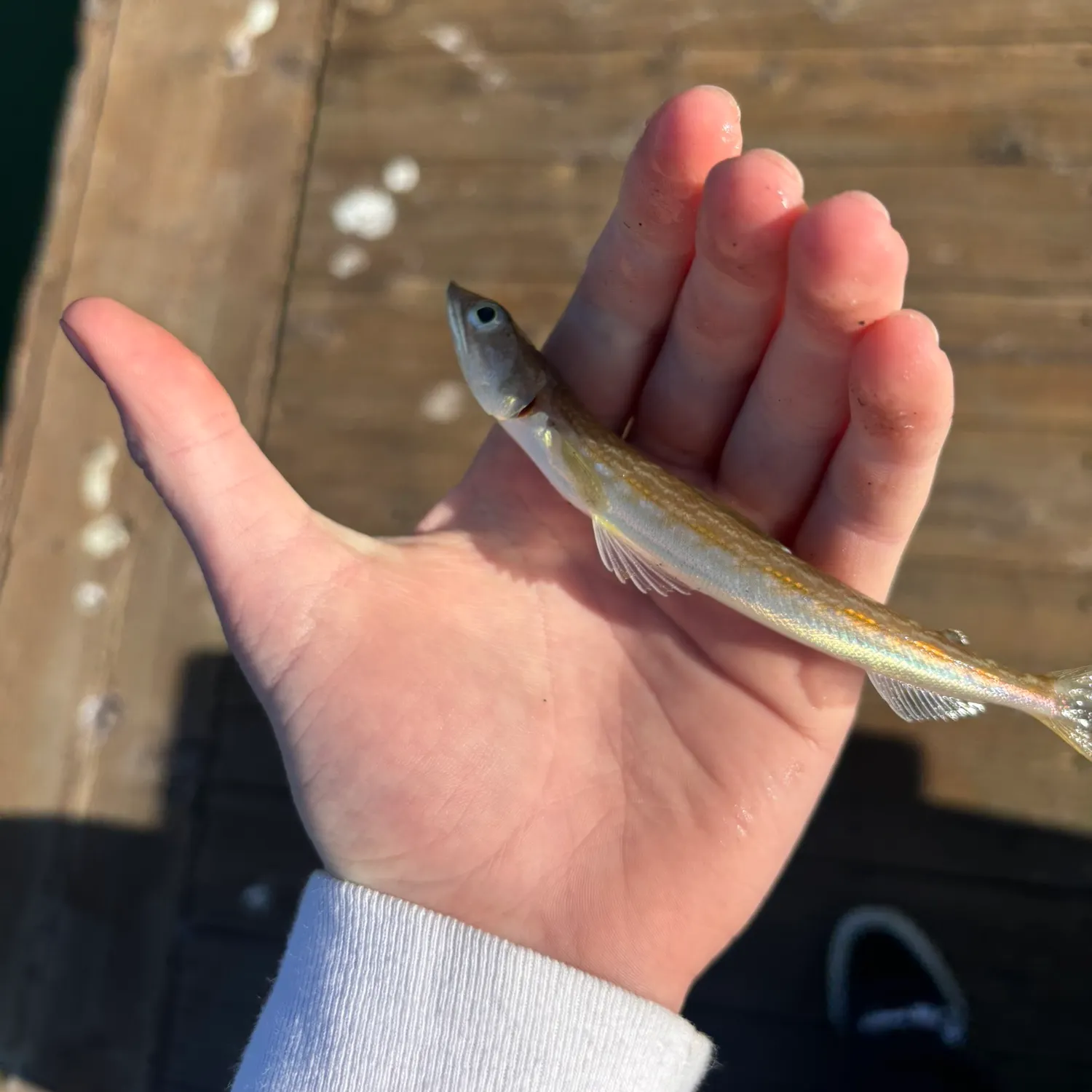 The most recent Inshore lizardfish catches on Fishbrain