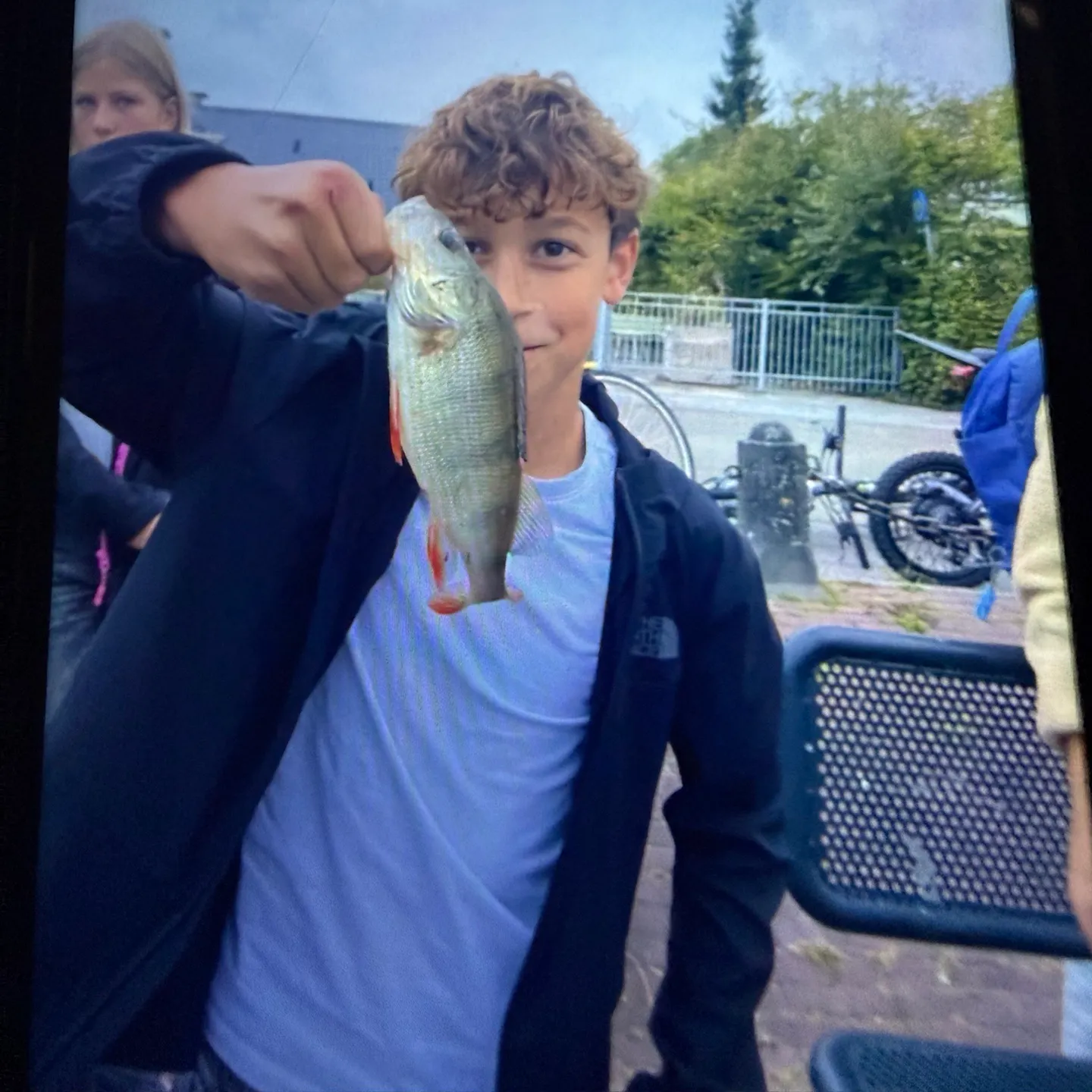 European perch caught on Fishbrain