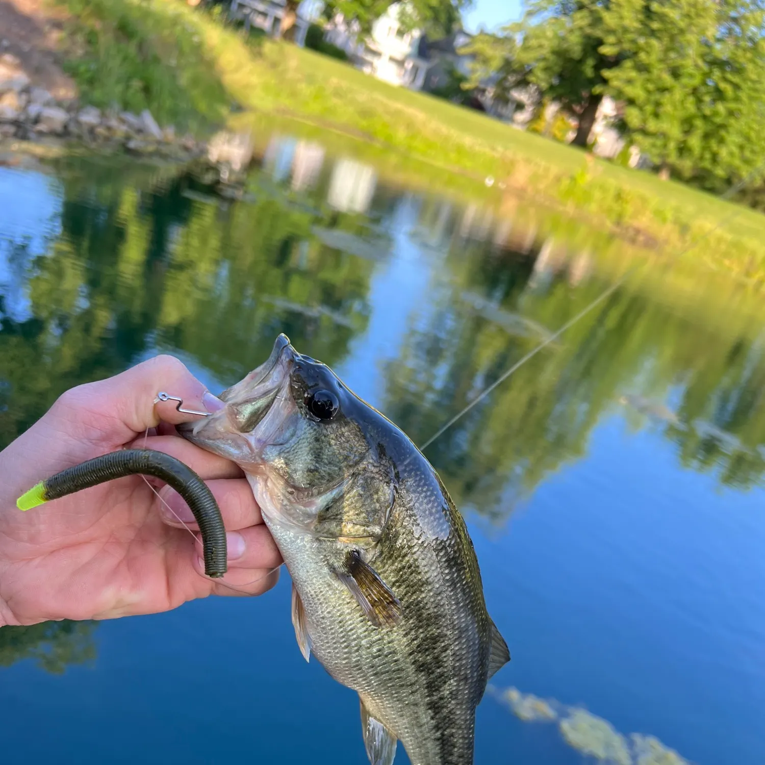 The most recent Largemouth bass catches on Fishbrain