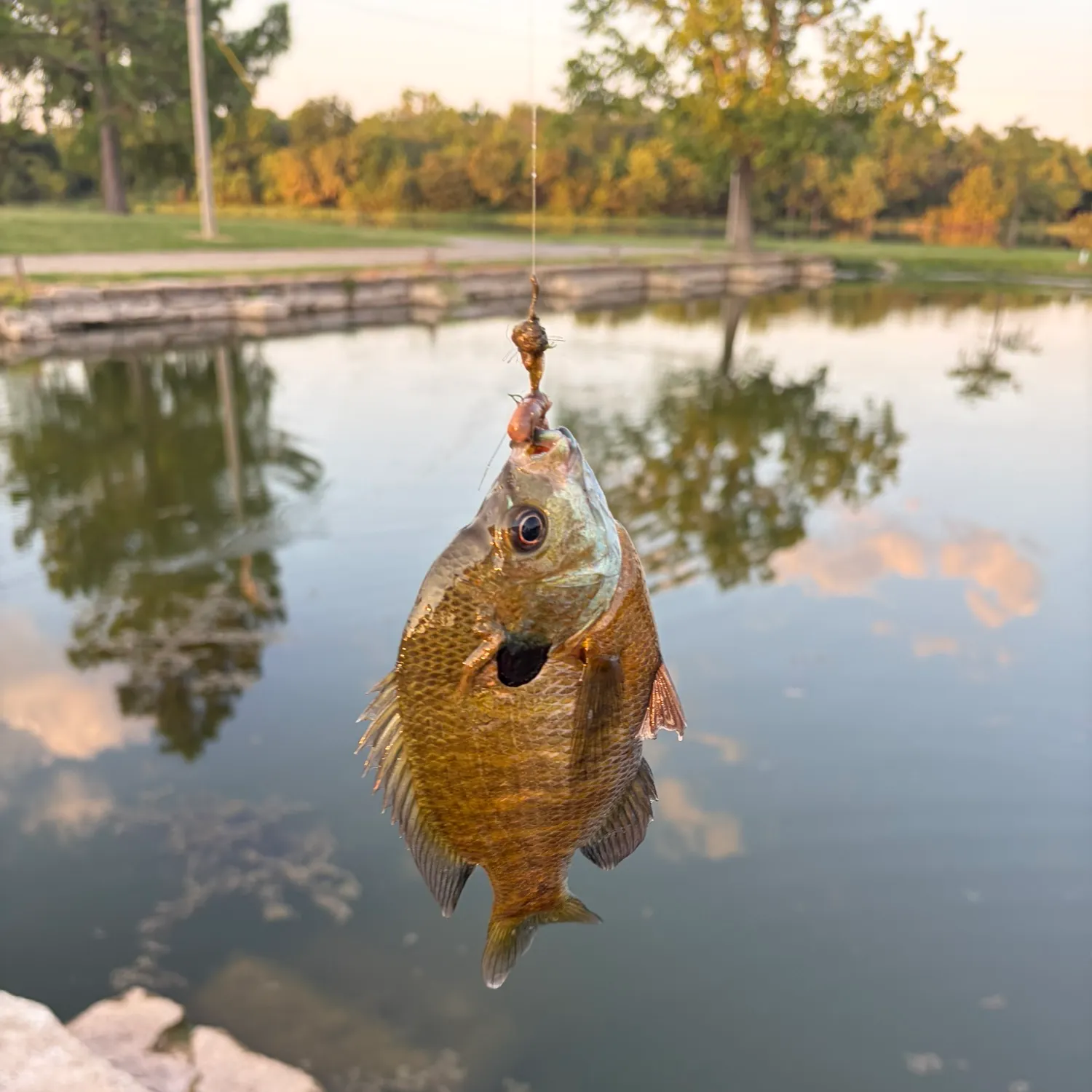 Bluegill caught on Fishbrain