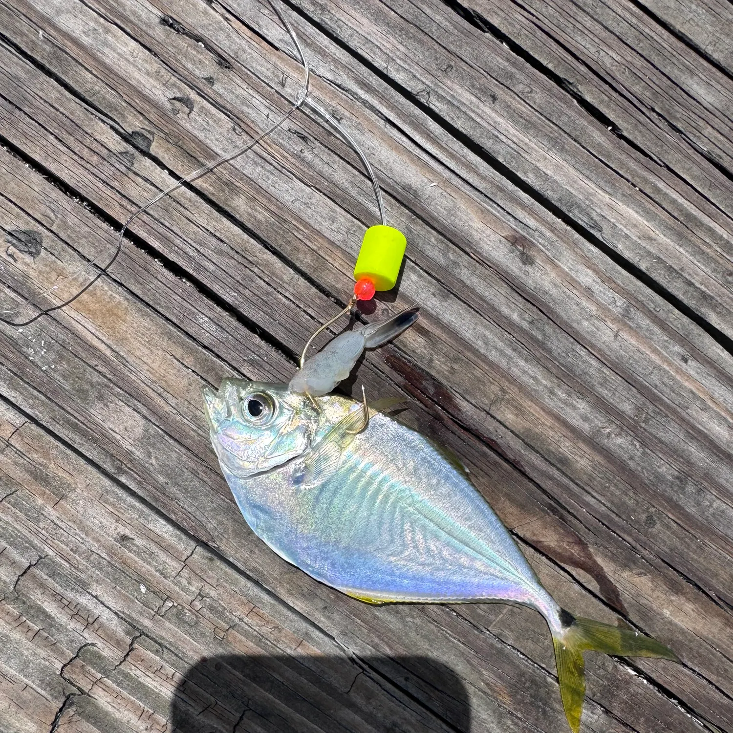 The most recent Atlantic bumper catches on Fishbrain