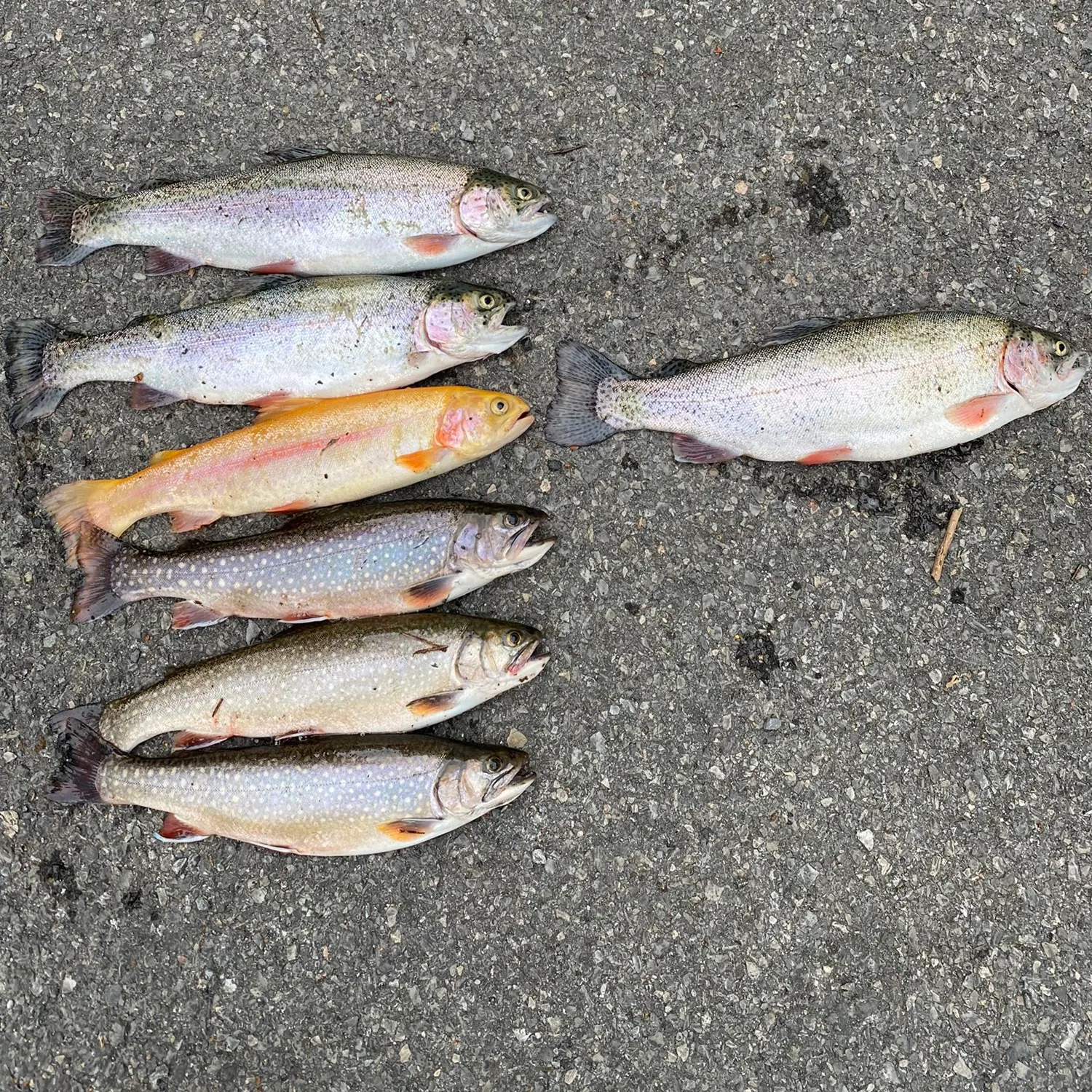 recently logged catches