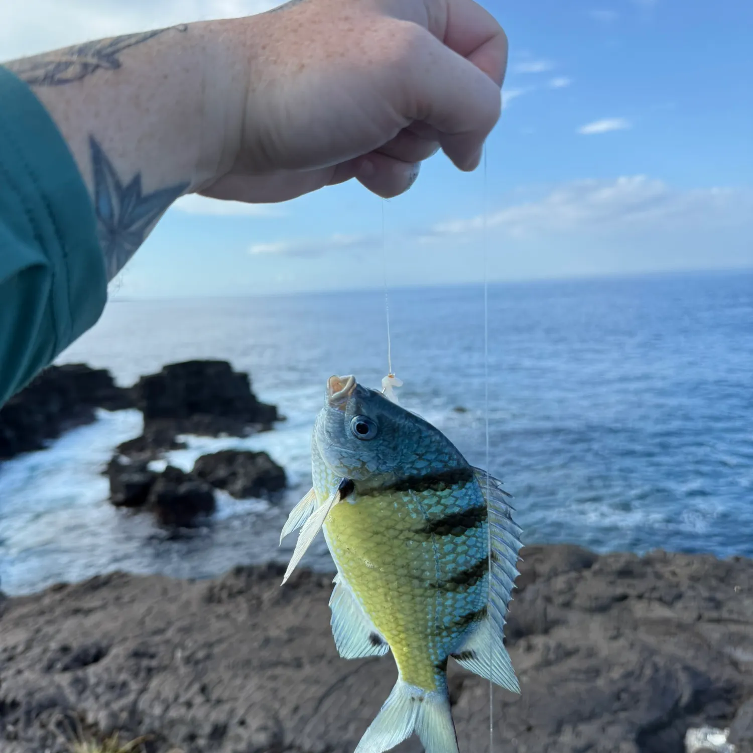 The most recent Indo-Pacific sergeant catches on Fishbrain