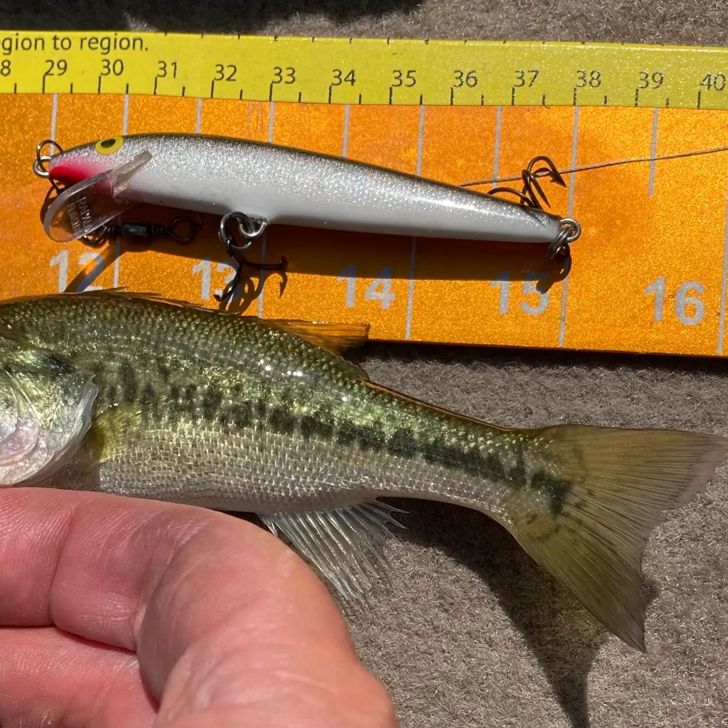 Largemouth bass caught on Fishbrain