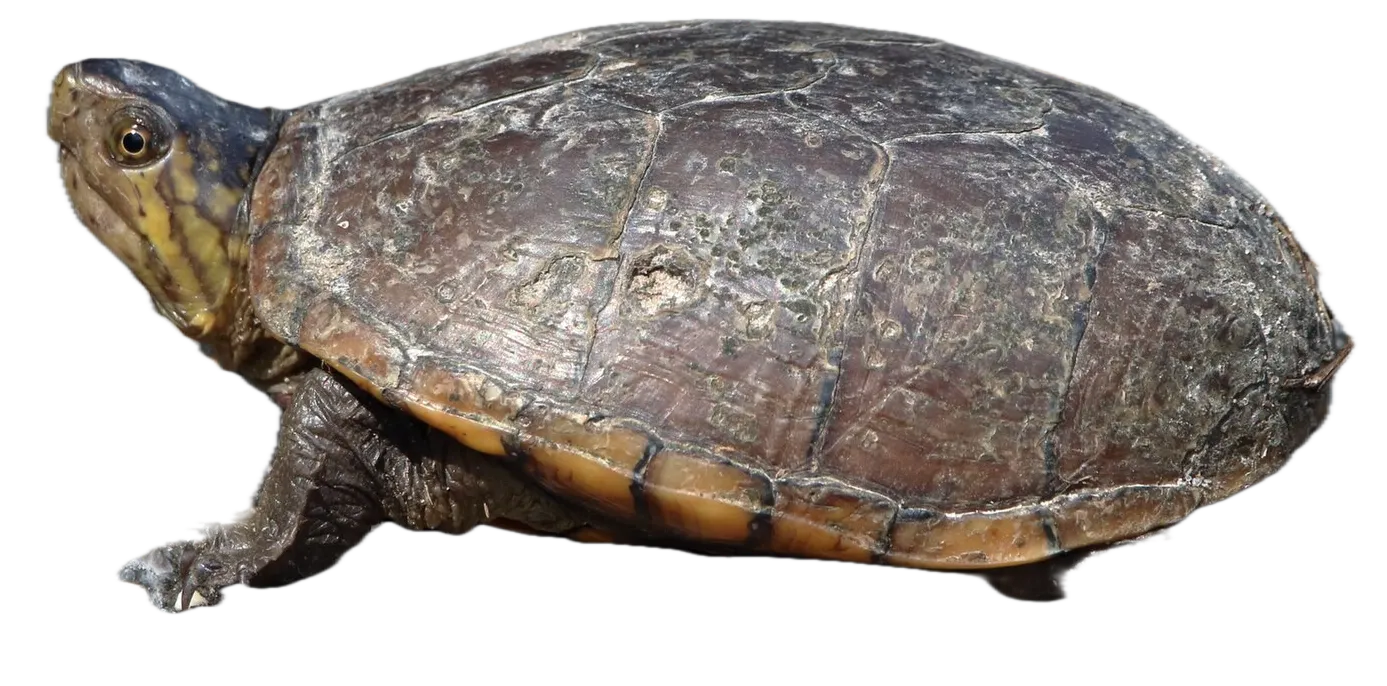 Eastern mud turtle