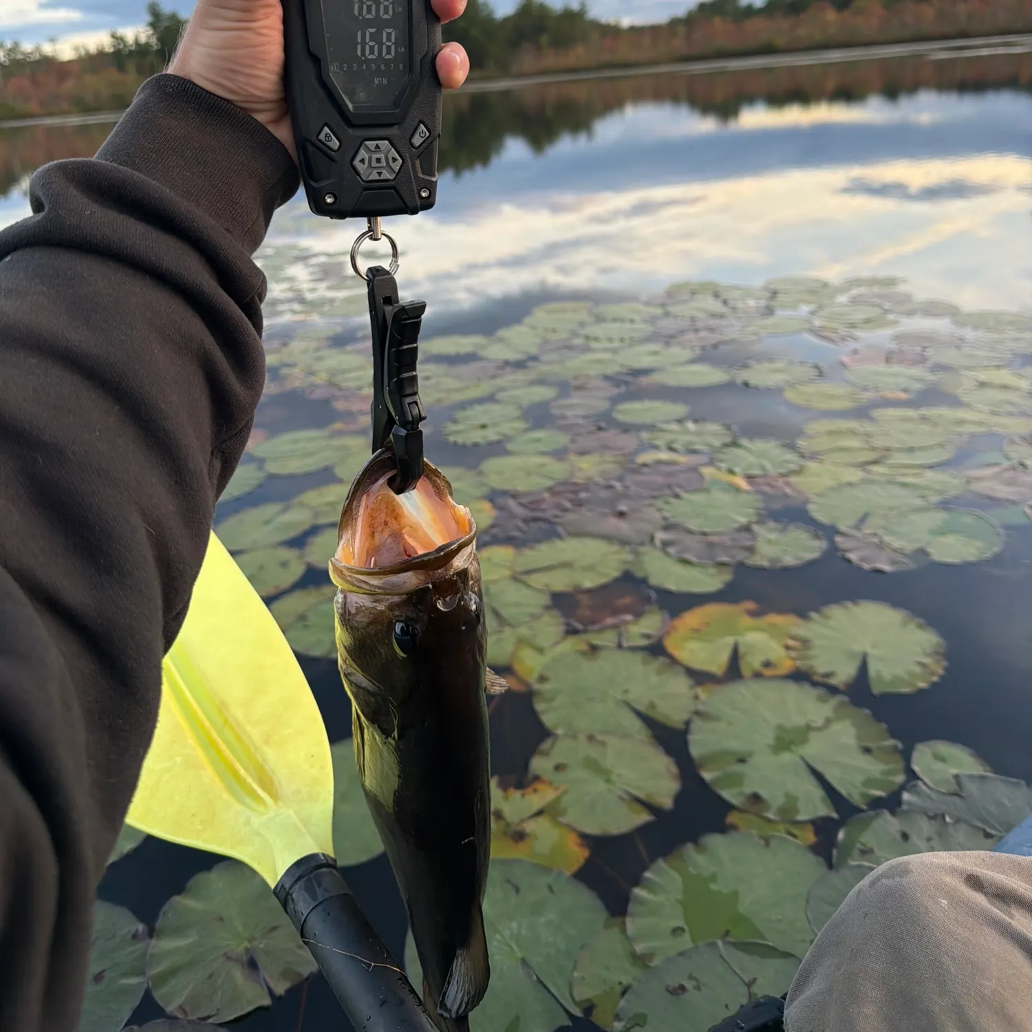 Fish caught on Fishbrain