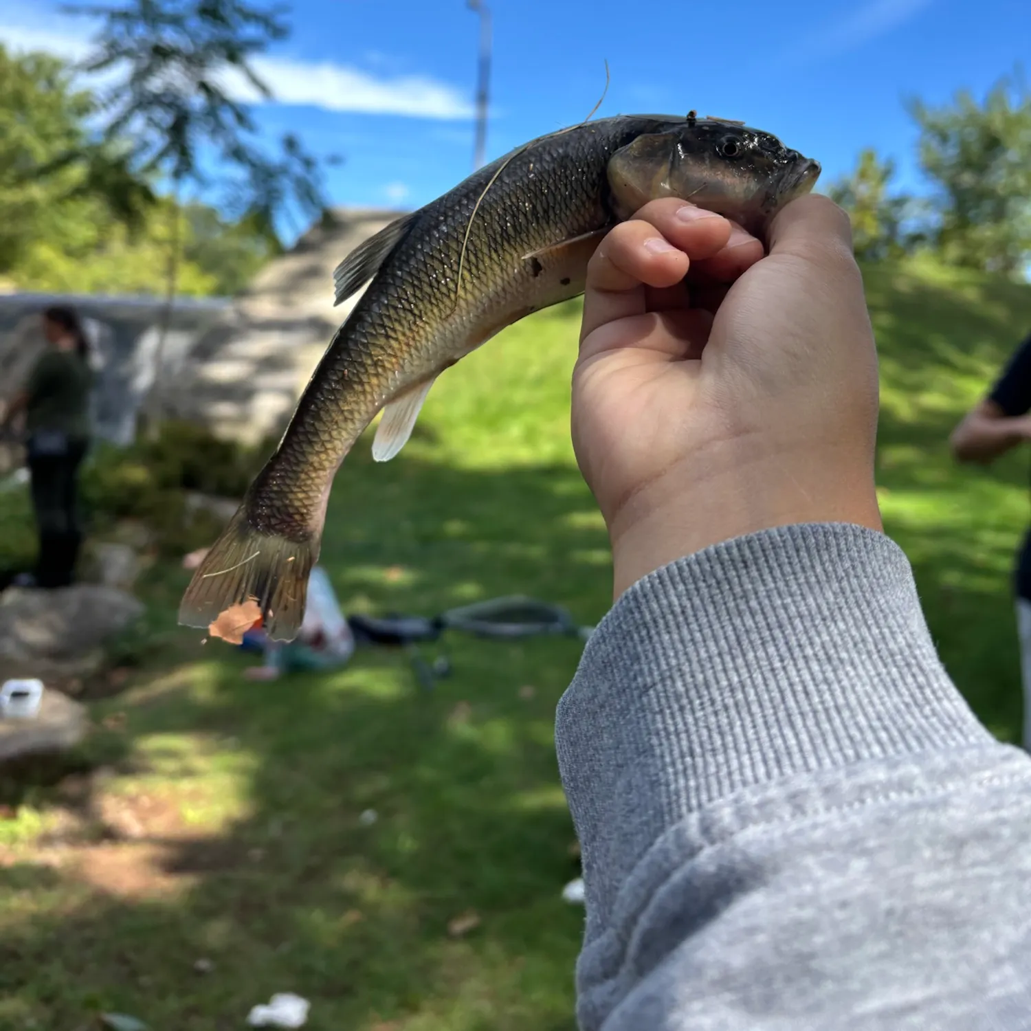 Creek chub caught on Fishbrain