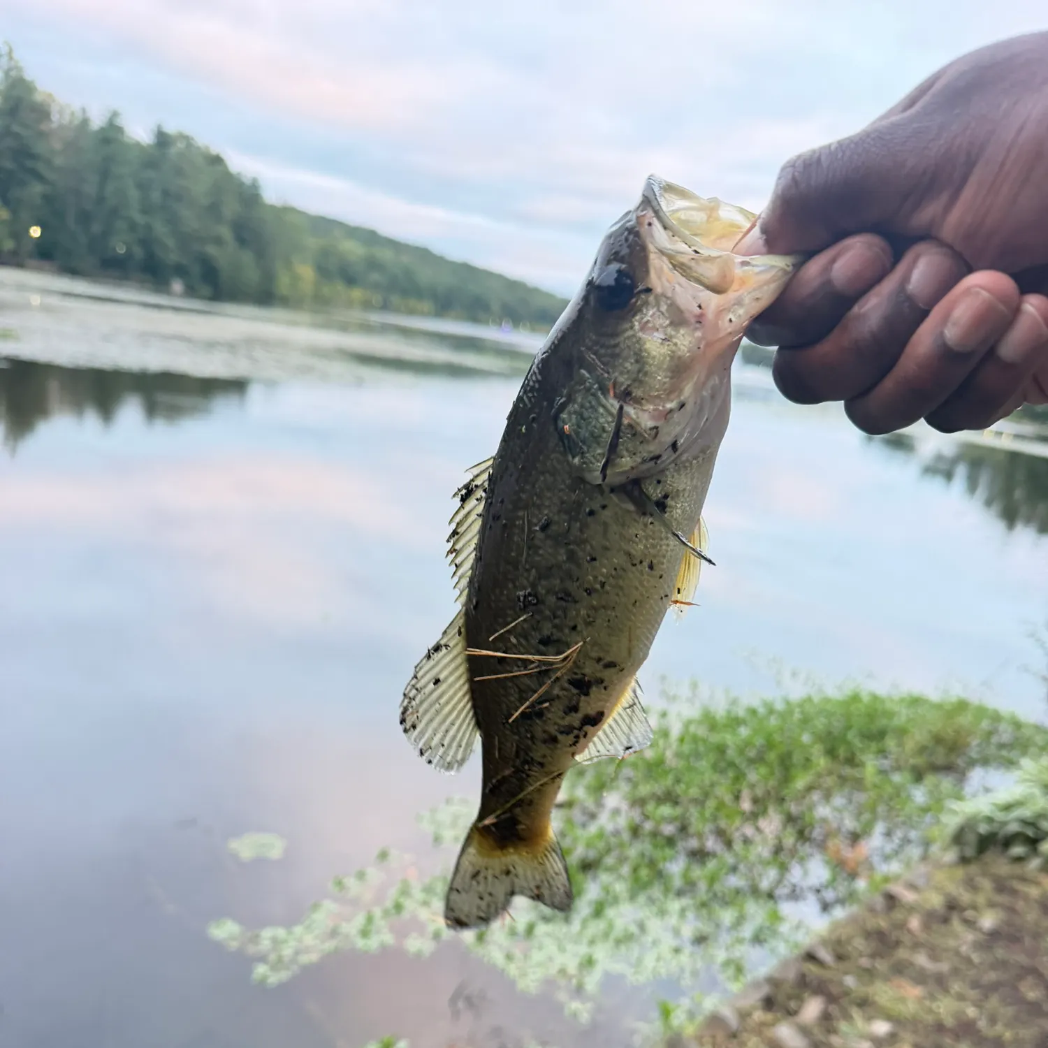 Largemouth bass caught on Fishbrain